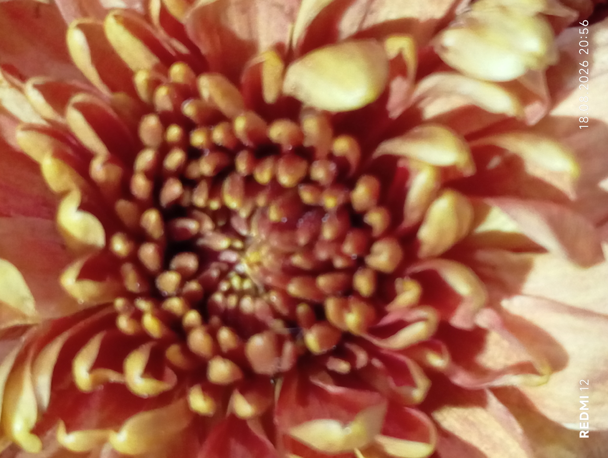 A close-up, macro photograph of a chrysanthemum flower is presented. The flower exhibits numerous petals in shades of orange and yellow, with a central cluster of stamens in a reddish-brown hue. The petals are densely packed and curve inwards towards the center, creating a textured, layered effect. The lighting appears to be natural, highlighting the intricate details and soft textures of the petals and stamens. The bottom left corner of the image displays the text "REDMI 12", and the bottom right corner shows the date and time "18.08.2026 20:56". The image is a high-resolution, detailed capture of the flower's anatomy. There is no indication of Smila, Ukraine, or any urban environment within the image.