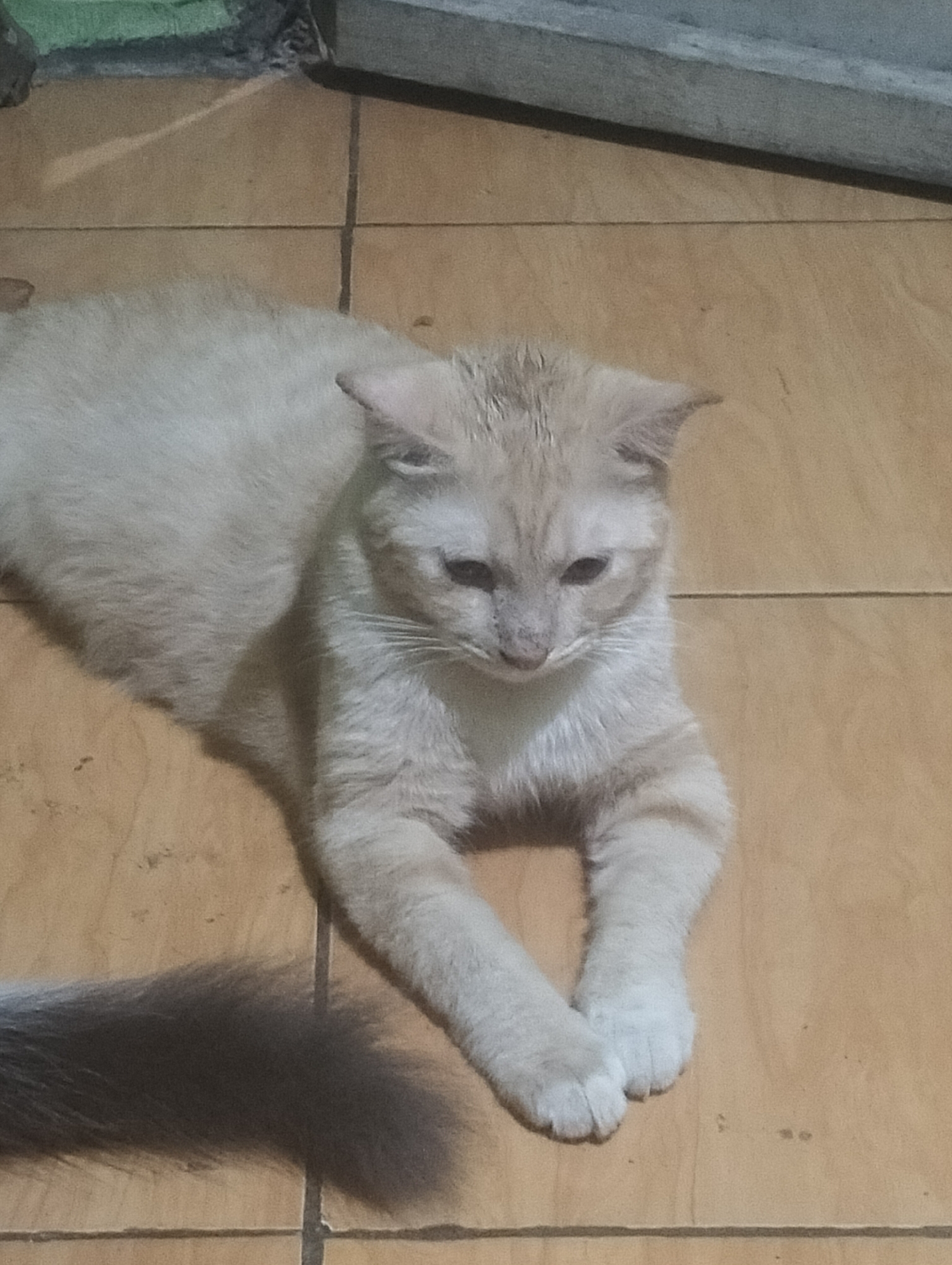 A light-colored cat is lying on a tiled floor in a room. The cat is facing forward with its paws crossed. Its tail, which is darker in color than its fur, extends to the left. The background consists of light brown tiles and a darker gray object in the upper portion of the image. The scene appears to be indoors, possibly a residential setting in Jetis, Indonesia, based on the provided context. There are no people visible in the image.