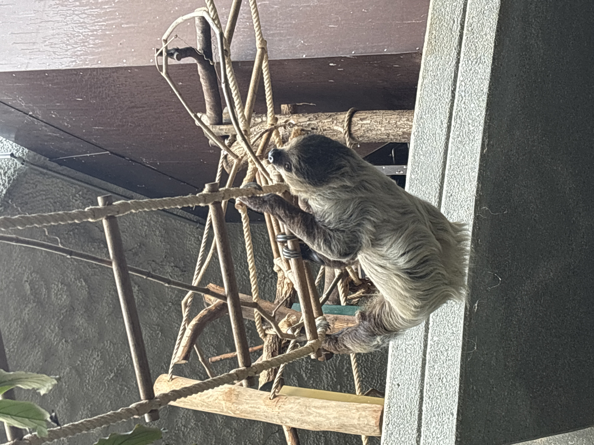 A sloth hangs upside down from a rope structure. The sloth has long, gray-brown fur and a dark face. It is gripping a horizontal wooden beam with its claws. The background consists of a textured gray wall and a wooden structure. The scene appears to be in an enclosed habitat, possibly a zoo or sanctuary. There are no people visible in the image. The lighting is subdued, suggesting an indoor or shaded environment. The image is a medium shot of the sloth and its immediate surroundings. There is no information that suggests the location is in Munich, Germany.