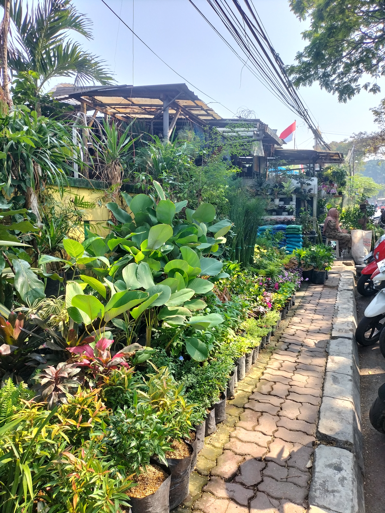 The image captures a street-side plant nursery in Malang, Indonesia, bathed in bright sunlight. A variety of potted plants, from large leafy specimens to smaller flowering bushes and ferns, line a brick-paved walkway. In the background, a covered structure with a tin roof and wooden supports houses more plants, with stacks of bags and colorful potting soil visible. A woman wearing a patterned hijab and dress is seated on a stool on the right side of the image, facing left. Parked motorcycles, one red and one white, are also visible along the curb. Overhead, a tangle of power lines crisscrosses the clear blue sky, with the Indonesian flag prominently displayed on a pole amidst the structures. The overall scene depicts a lively commercial area focused on horticultural goods.