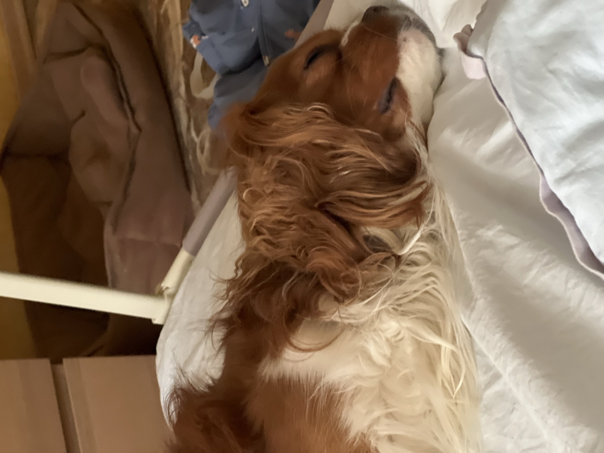 An intimate indoor shot captures a dog, likely a Cocker Spaniel or similar breed with long, flowing reddish-brown and white fur, deeply asleep. The dog is positioned on its back or side, with its belly facing upwards, resting comfortably on a white sheet or blanket. Its eyes are closed, and its mouth is slightly agape, revealing a peaceful and relaxed expression indicative of deep slumber.
The dog's luxuriant fur, particularly around its head and chest, is prominent. The background is softly blurred but suggests an indoor setting, possibly a bedroom or living area. Hints of light brown furniture or walls are visible, along with what appears to be a crumpled blue garment or item in the upper background. A white bedframe or railing runs along the left side of the frame. The lighting is soft and even, suggesting a calm atmosphere. There is no visible text in the image. The scene conveys a sense of tranquility and a pet's comfort in its environment, located in Khimki, Russia.