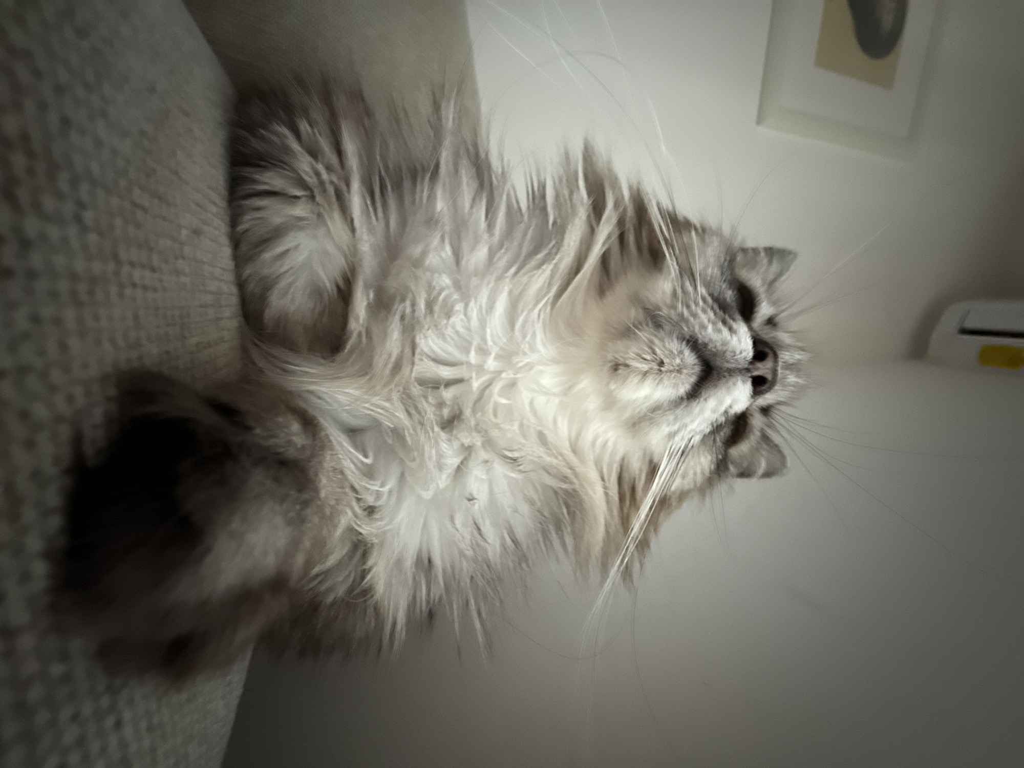The image is a close-up, low-angle shot of a long-haired, gray and white cat lying on its side. The cat's fur is fluffy and appears to be soft. Its eyes are closed, and its head is tilted upwards, suggesting it is relaxed or sleeping. The cat's face is partially obscured by its fur, but its nose and whiskers are visible. The cat is lying on a textured, light-colored surface, possibly a sofa or a blanket. The background is out of focus, but appears to be an indoor setting with a white wall and a framed picture visible in the upper right corner. The lighting suggests it could be daytime, as the overall scene is well-lit, though no direct sunlight is evident. There is no visible text in the image.