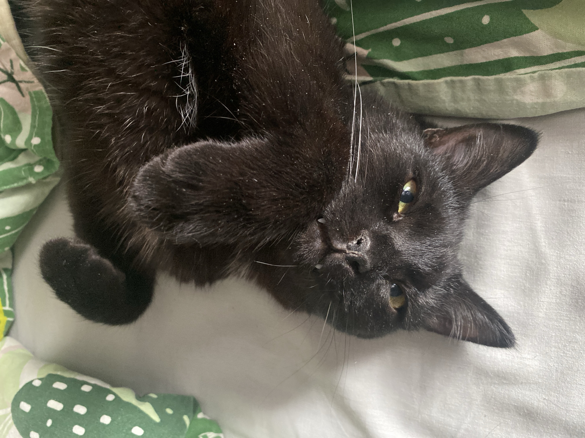 A black cat is lying on its back on a white and green patterned bed sheet. The cat has yellow eyes and is looking at the camera. The cat's front paws are curled up near its face. The cat appears to have some white hairs scattered throughout its black fur. The background consists of additional bedsheets. There is no evidence of the location being Izhevsk, Russia.