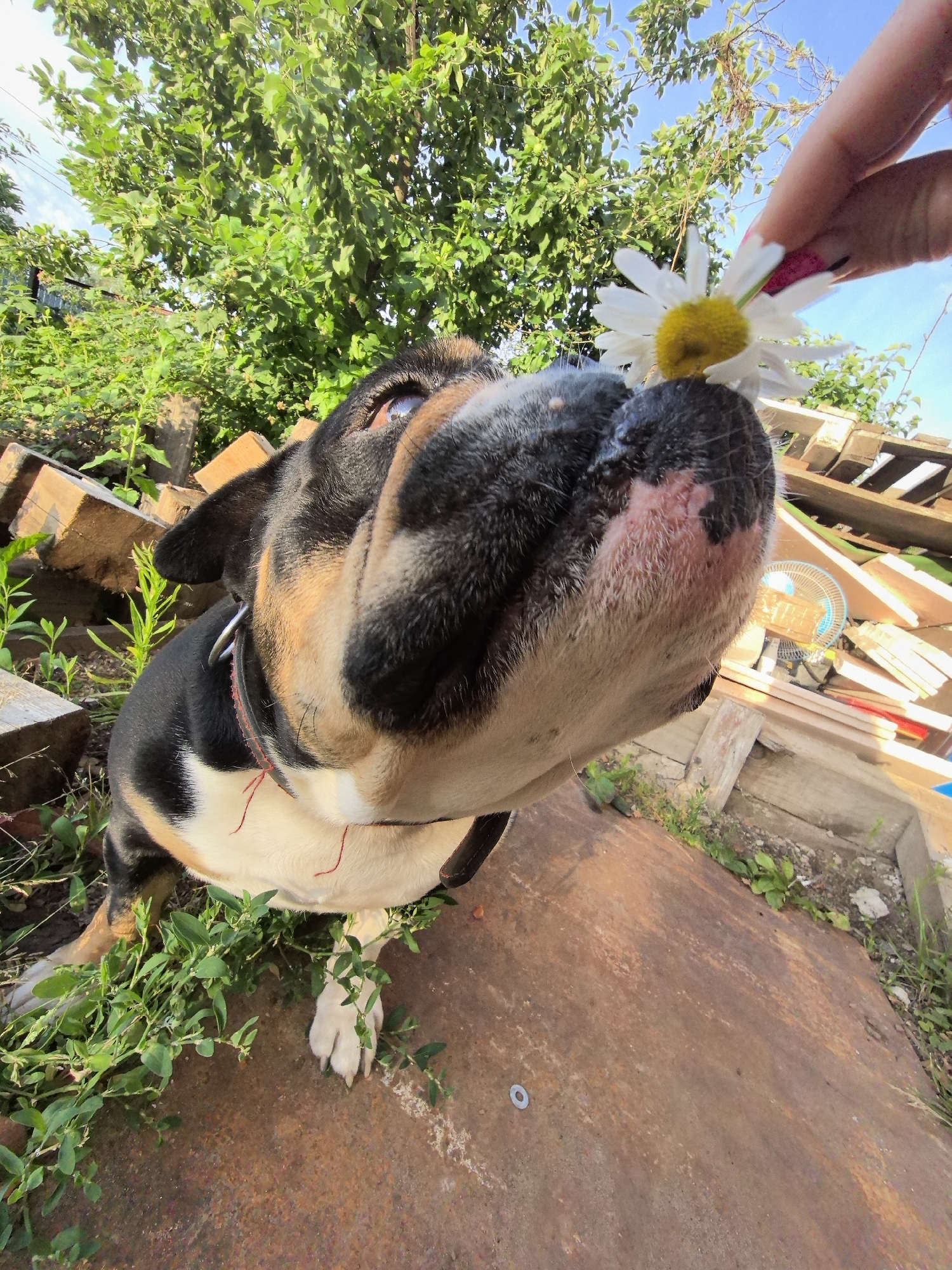 In Noviy, Russia, a close-up, low-angle shot captures an American Bully dog's head and upper body in an outdoor setting. The dog, with black, tan, and white markings, is looking upwards towards a daisy being held by a human hand. The dog's snout is prominently featured, with its eyes visible and reflecting the sky. The background consists of lush green foliage, stacks of wooden pallets, and a clear blue sky. The ground appears to be a rough, textured surface, possibly metal. The lighting suggests a sunny day. The image seems to be taken in a backyard or a similar informal outdoor area.