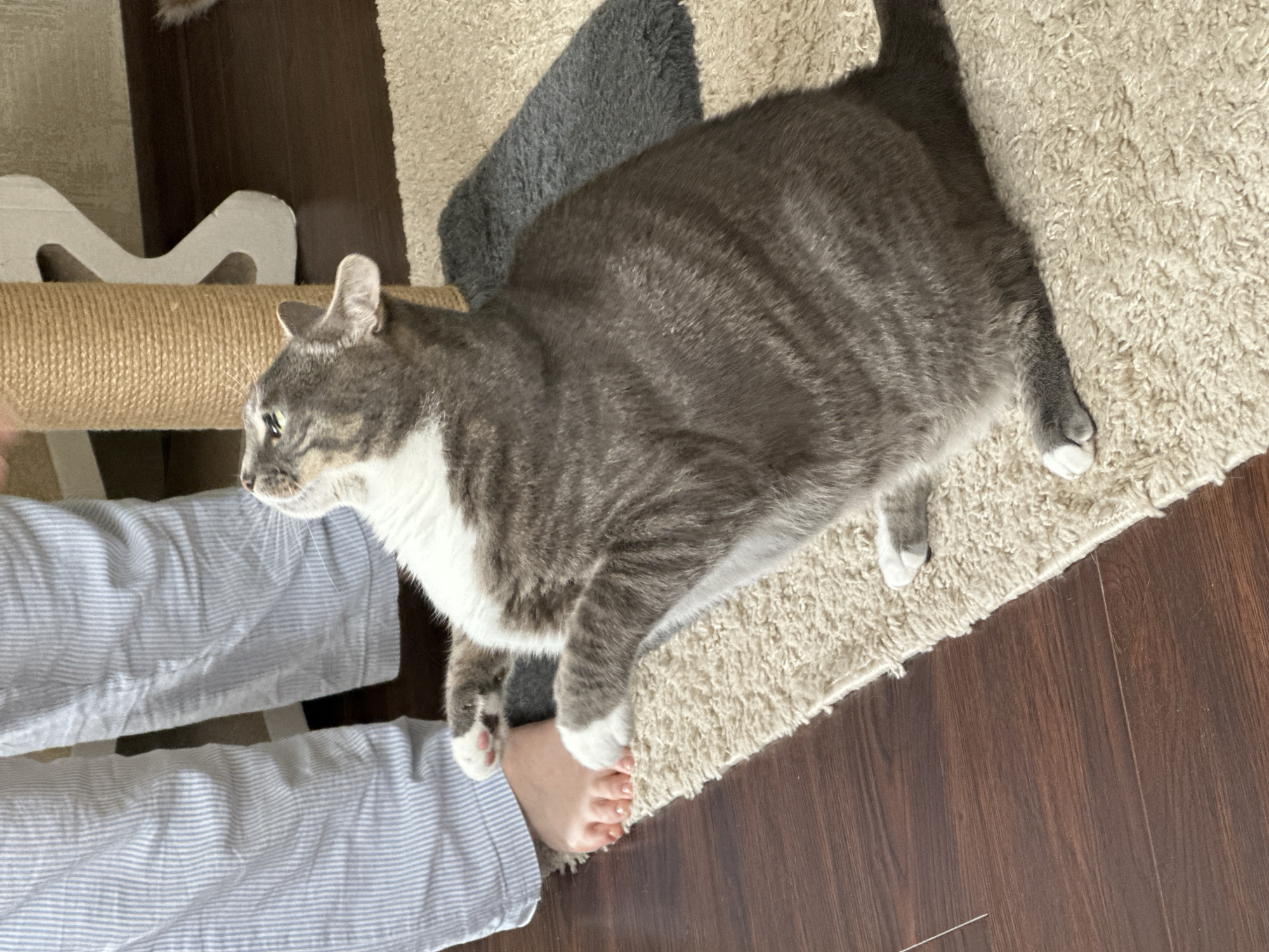 A gray and white cat is standing on a beige carpet and playing with a person's foot. The person is wearing blue and white striped pants. The cat is looking up at something out of frame. The background shows a scratching post and a wooden floor. The image appears to be taken indoors.