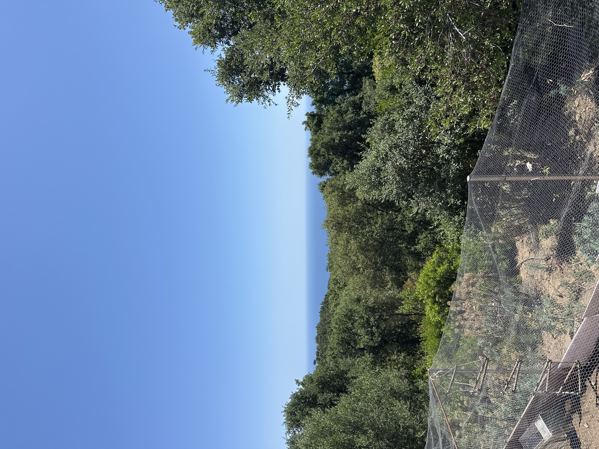 This is an outdoor, eye-level, landscape photograph taken on a clear day. The scene depicts a view of the Mediterranean Sea from a hilltop covered in lush green foliage. In the foreground, a wire mesh fence encloses a garden area with dry plants and some greenery. Beyond the garden, a dense forest of trees, primarily olive trees, stretches towards the horizon. The vibrant blue sea is visible in the middle ground, meeting the clear blue sky at the horizon. The overall atmosphere is serene and natural. The image was captured in Tossa de Mar, Spain, specifically in the hilly area overlooking the sea, likely a residential or agricultural property. No people or animals are visible in the frame.