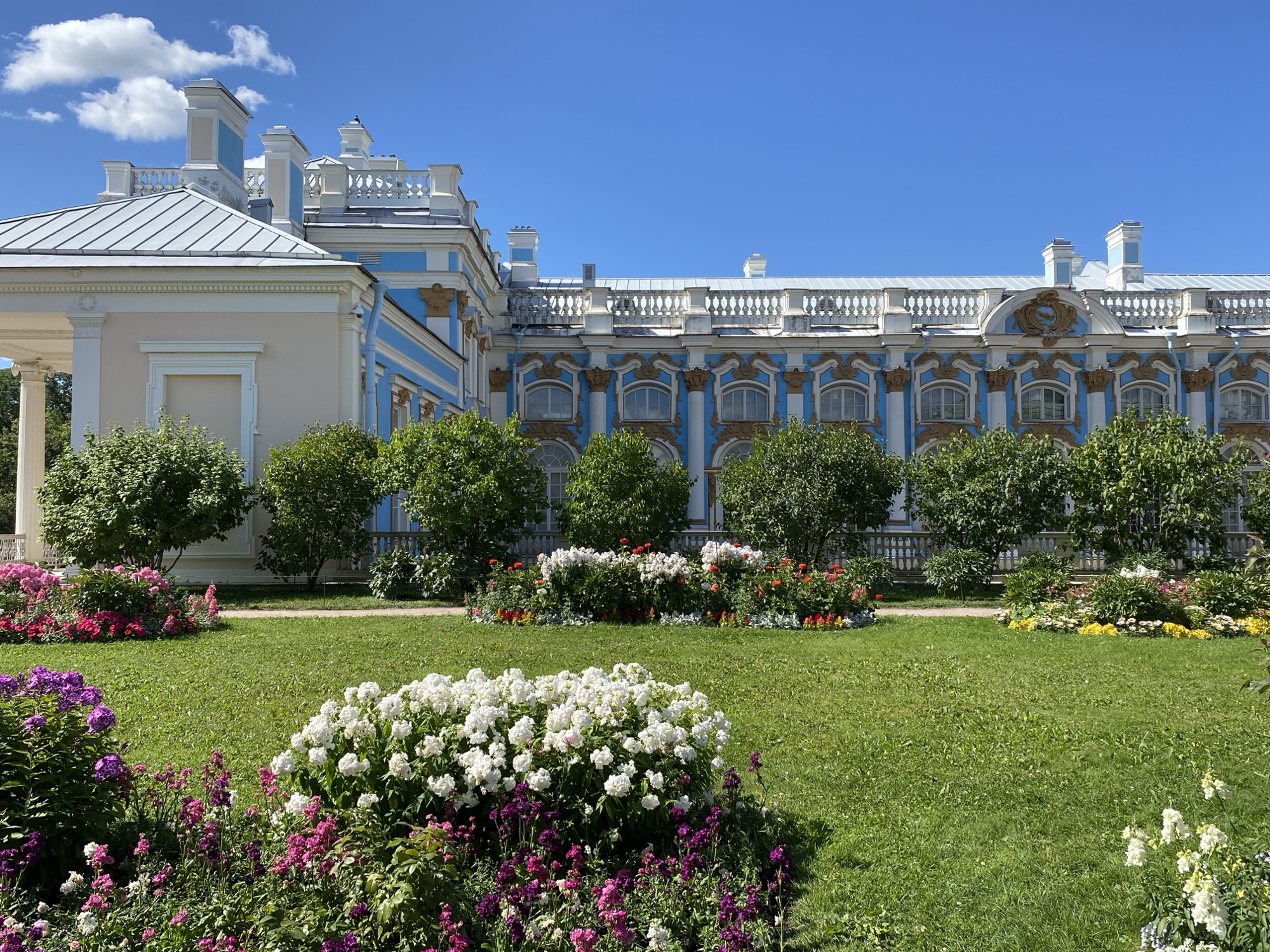 This is a ground-level, eye-level shot of the Catherine Palace in Pushkin, Russia. The palace is a prominent, sprawling structure with a light beige lower story and an upper story painted a vibrant blue with white and gold decorative elements. The roof is silver, and there are decorative white balustrades along the upper edges of the building. The sky above is a clear, bright blue with a few wispy white clouds.
In the foreground, a lush green lawn is dotted with a variety of flowering plants. Closest to the viewer, a large bush of white flowers is in full bloom, interspersed with clusters of purple and pink flowers. Further back, other flowerbeds feature pink, red, and white blossoms, along with yellow flowers. Several well-maintained green trees and bushes are strategically placed around the lawn and in front of the palace. The overall scene conveys a sense of manicured beauty and grandeur, characteristic of a historic palace garden in summer. There are no people visible in the image.