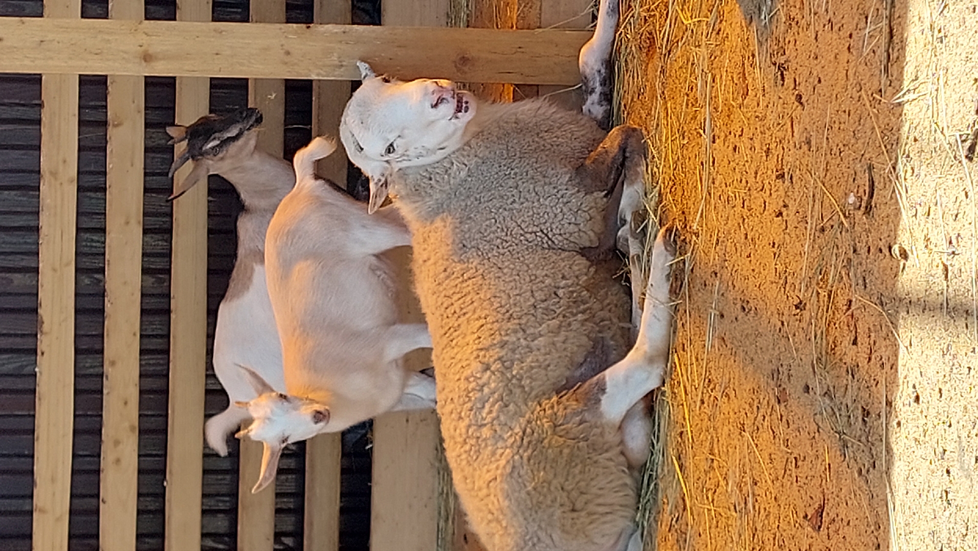 A sheep and two goats are in a pen with wooden fences and a dirt floor covered in straw. The sheep is lying down in the foreground, facing the camera. The two goats are standing behind the sheep. The goat on the left is facing the camera and appears to be a kid. The goat on the right is looking to the right. The scene is lit by warm, artificial light, possibly from a heat lamp. The overall impression is of a farm animal enclosure. The location is Yelizovo, Russia.