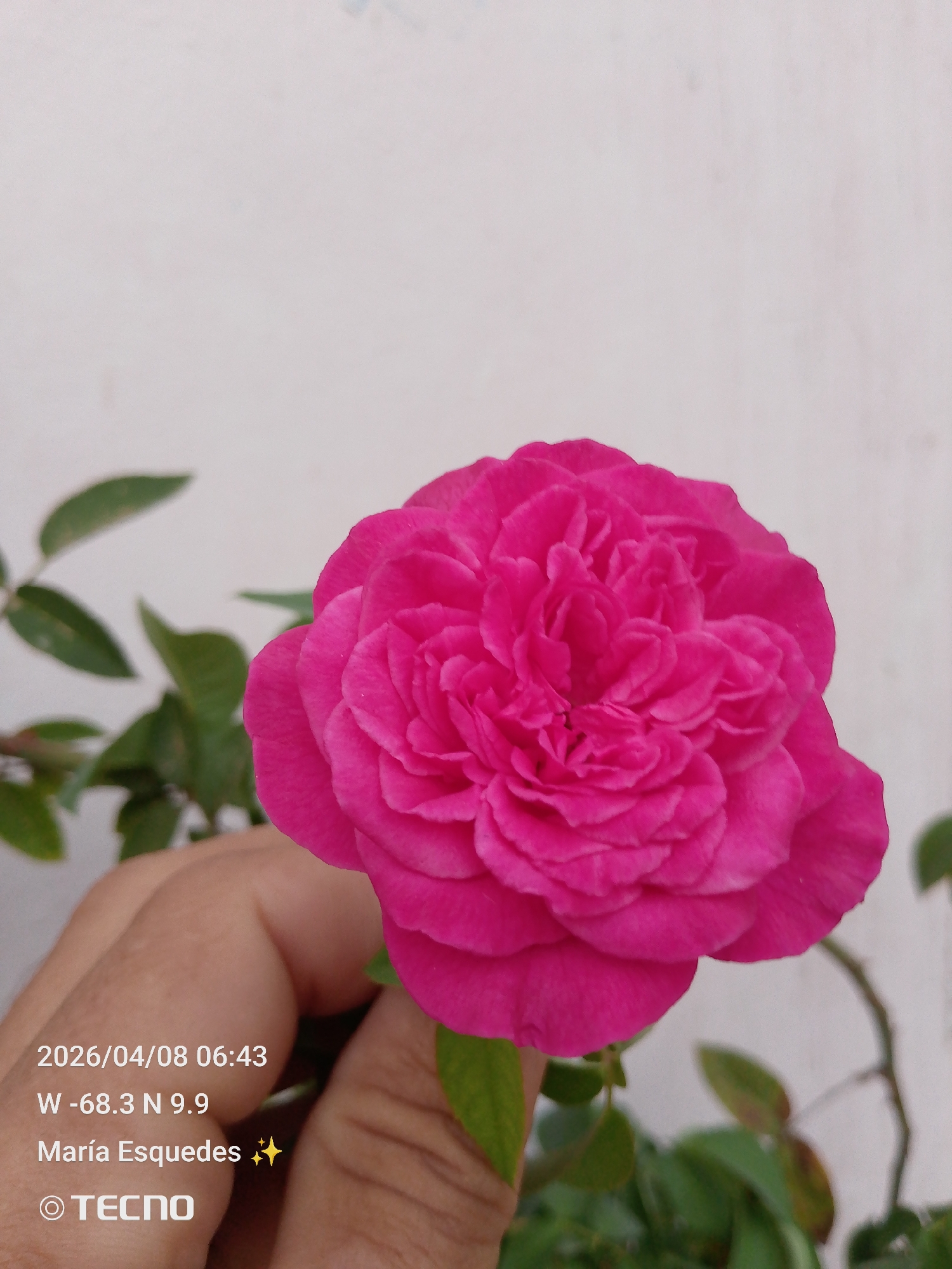 The image depicts a vibrant pink rose held in a hand, with green leaves visible in the background. The background appears to be a white or light-colored wall. Text overlayed on the image indicates a date of 2026/04/08 at 06:43, geographical coordinates of W -68.3 N 9.9, and the name "Maria Esqueda" followed by a star symbol. At the bottom is the word "TECNO" with a copyright symbol. Based on the coordinates provided, the location is in the city of Tinaquillo, Venezuela.