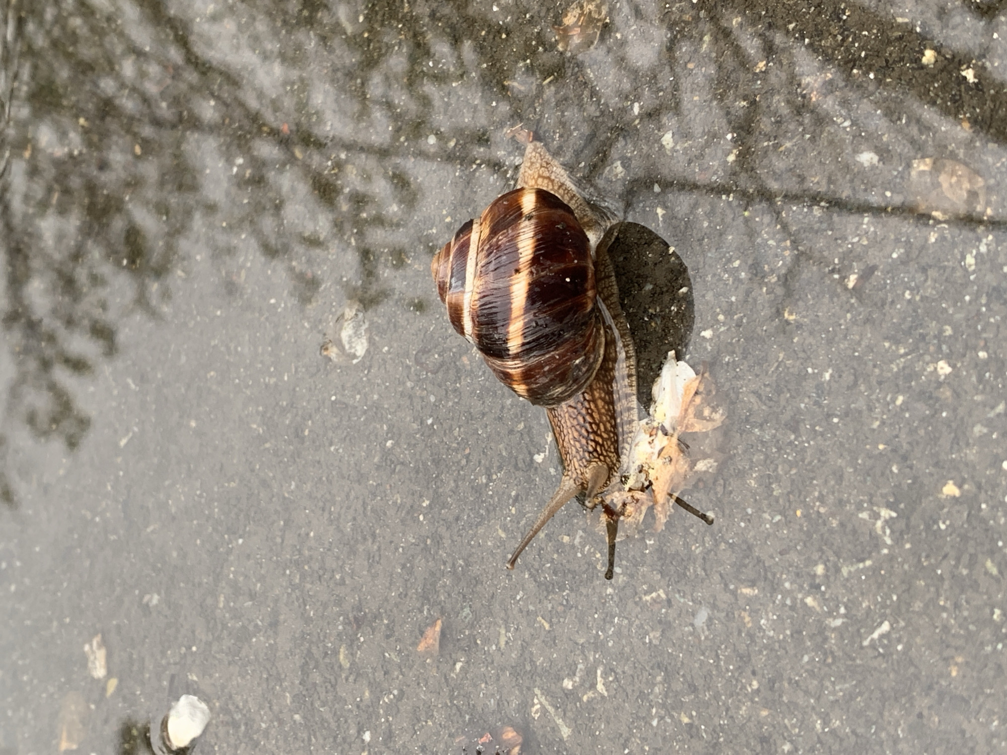 A snail is positioned on wet pavement. The snail's shell exhibits brown and tan stripes. The environment includes visible tree reflections in the wet pavement. Unknown, Unknown is not discernible from this image.
