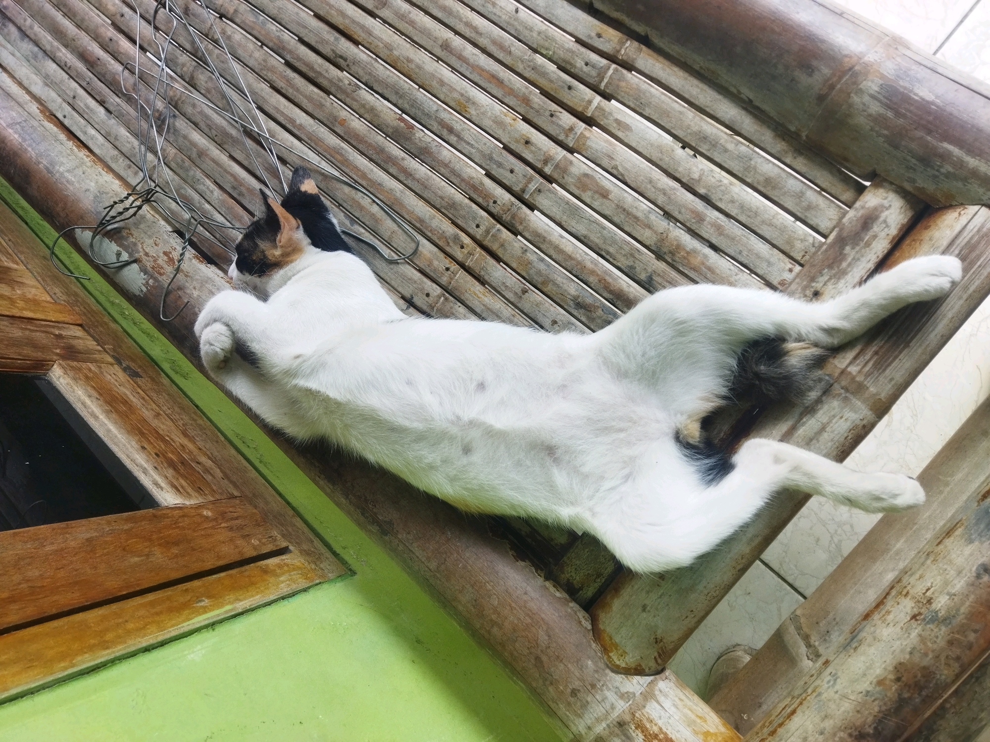 A calico and white cat is sleeping on a bamboo bench in front of a window with a green wall in the city of Kesugihan, Indonesia. The cat is lying on its back with its paws stretched out. The bench is made of bamboo slats and is weathered. The window is made of wood and has a black pane. The wall is painted green. There are some wire hangers on the bench next to the cat.