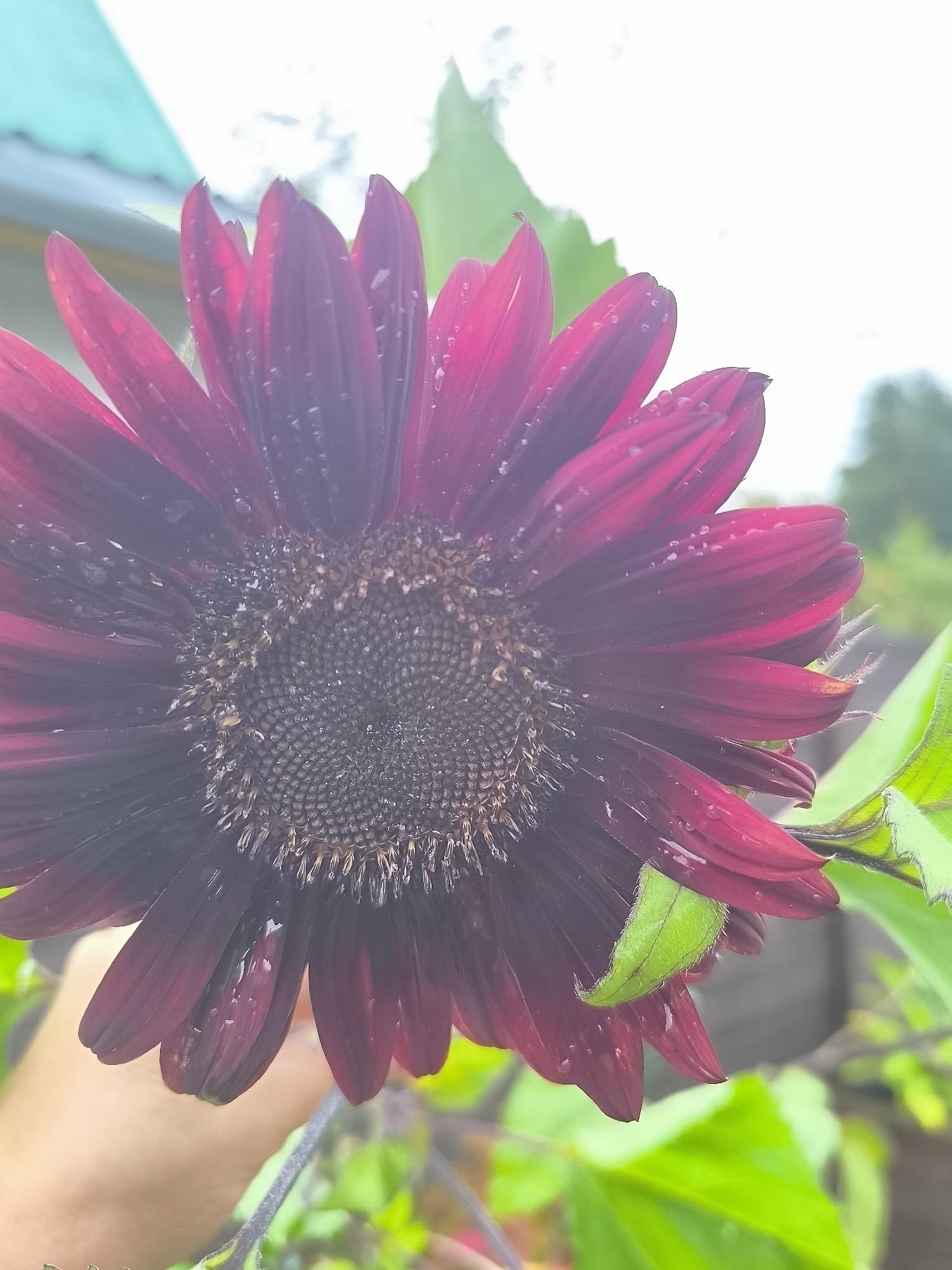 A dark red sunflower with water droplets on its petals is in the foreground, held by a person's hand. The sunflower's center is dark brown and covered in seeds. In the background, there is a blurry green leafy plant, a wooden fence, and a light blue roof. The sky is overcast and white. The scene is outdoors, in Dercekliai, Lithuania.