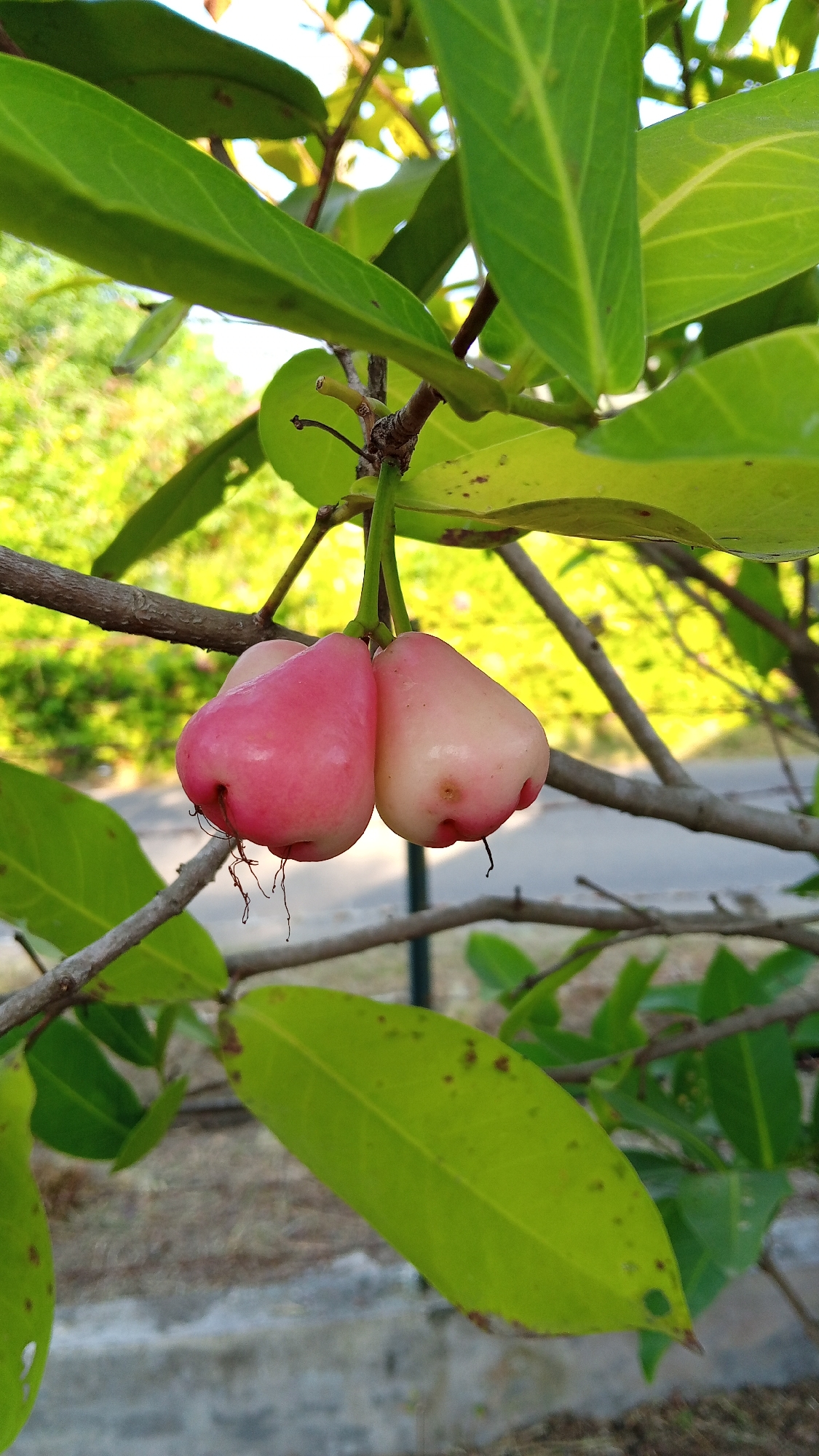 A close-up, eye-level, vertical shot captures a cluster of three rose apples hanging from a branch of a tree. Two of the fruits are larger and a vibrant pink, while the third, slightly smaller fruit, is a pale pink with a white blush. The rose apples are bell-shaped with a slight indentation at the bottom where thin, dark tendrils hang. They are partially obscured by lush, green leaves of varying sizes. The background is softly blurred, revealing a dappled sunlight effect and hints of a road and possibly more foliage. The image does not depict any people or specific landmarks that would allow for precise location identification within Geulanggang Baro, Indonesia, beyond it being an outdoor scene with trees and vegetation.