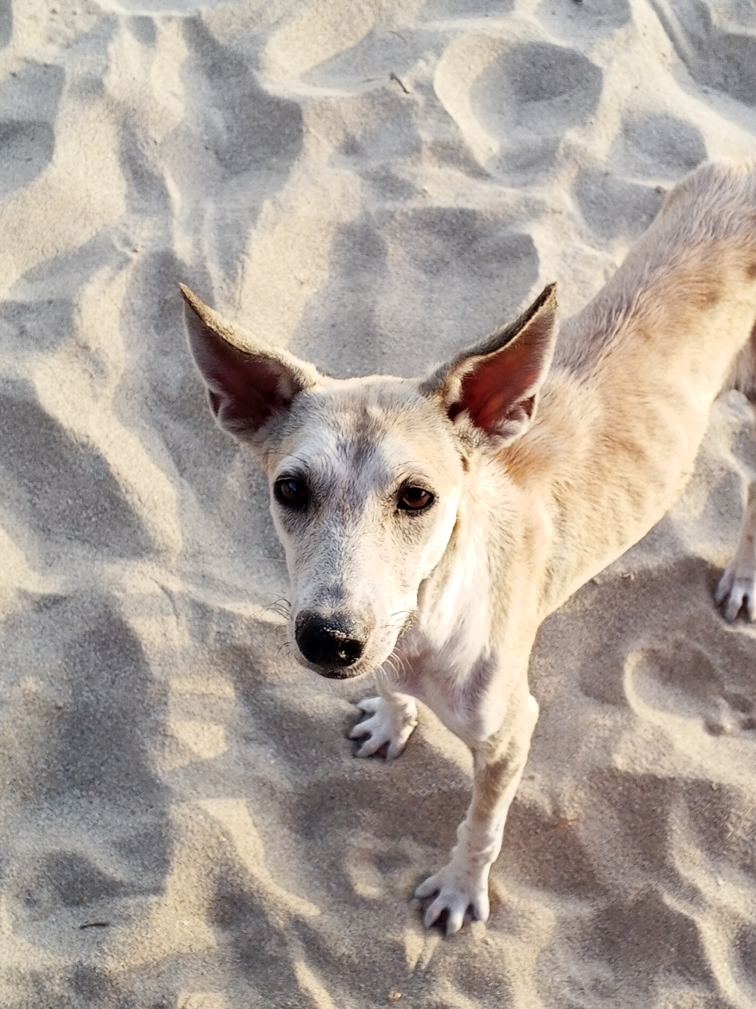 A beige dog with large ears is standing on sand. The location is unspecified, and the city is Unknown, Unknown.