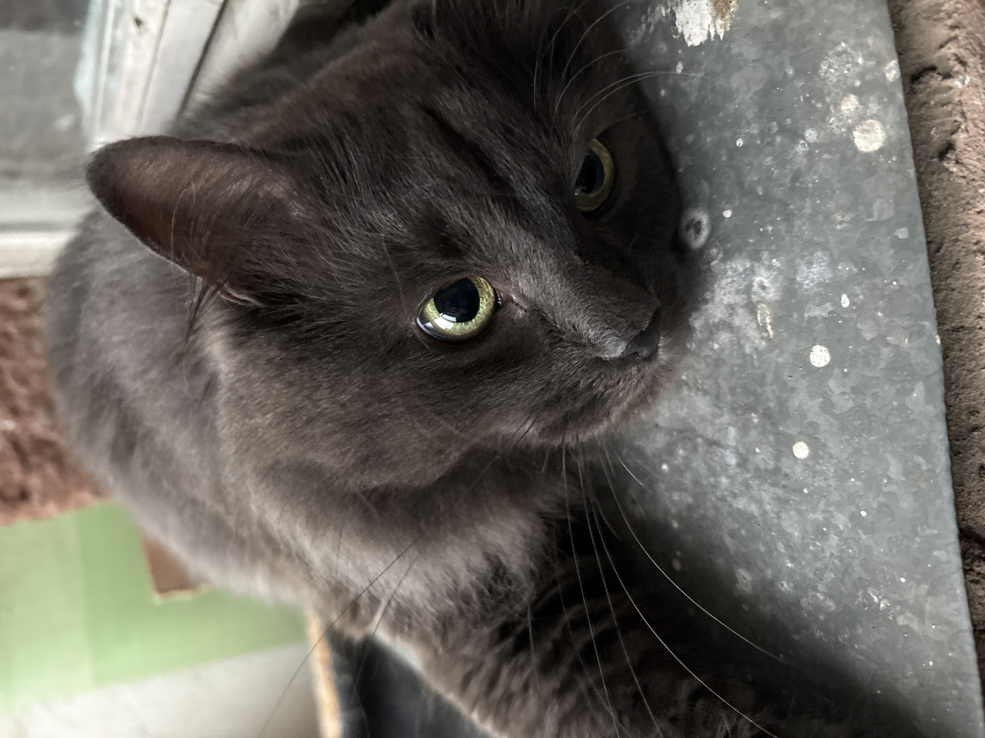 A close-up, eye-level shot focuses on a domestic shorthair cat with dark gray fur lying on a textured, gray surface. The cat's body is mostly in the frame, with its head turned towards the camera, resting on its side. Its eyes, which are a bright, reflective green, are wide open, and its pupils are dilated. The cat's ears are perked up, and its whiskers are long and spread out. The background is blurred, but hints of green and brown can be seen, suggesting an indoor environment with some natural elements or decorations. The overall lighting is soft, highlighting the cat's features.