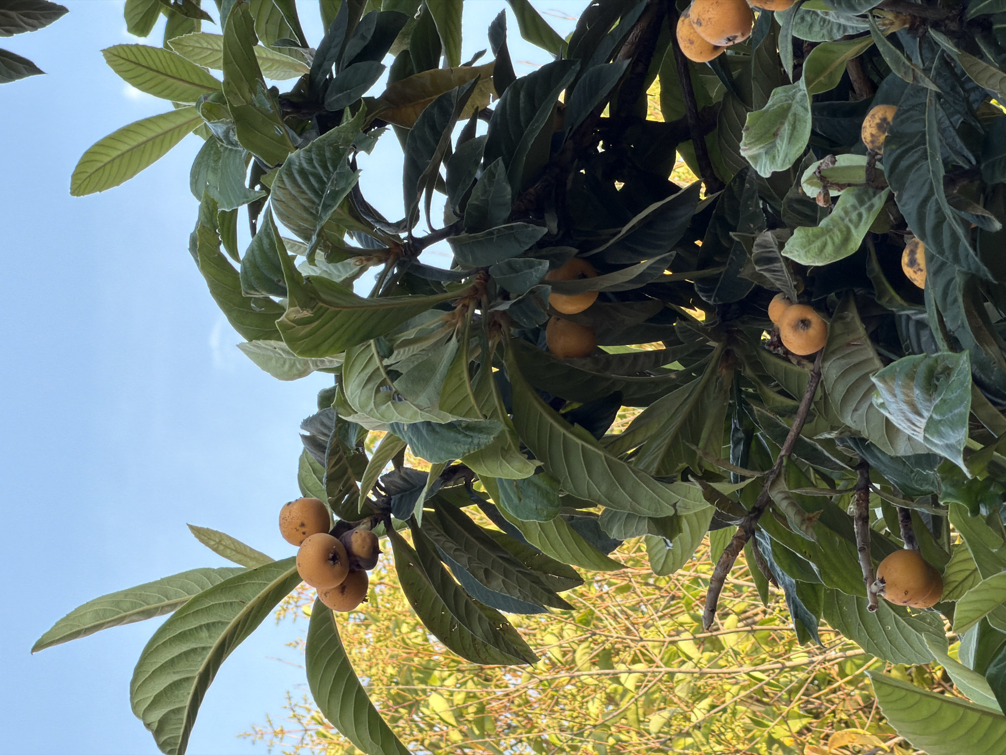 This is a low-angle, close-up shot of a loquat tree with ripe loquat fruits hanging from its branches. The fruits are small, round, and have an orange-yellow hue, some with subtle brown speckles. They are clustered together on some branches, while others are solitary. The leaves of the loquat tree are large, oblong, and a deep green, with some appearing slightly wilted or sun-damaged. The branches are brown and somewhat gnarled. The background is dominated by a clear blue sky, with some bright sunlight filtering through the leaves, creating areas of light and shadow. In the lower part of the image, out-of-focus greenery and branches suggest more foliage from the same or another tree. The lighting suggests it is daytime, likely late morning or afternoon, with bright, sunny weather. The scene evokes a sense of abundance and the natural beauty of fruit-bearing trees. There is no visible text in the image. The context provided places this scene in Sochi, Russia, which aligns with loquat trees being grown in subtropical climates.