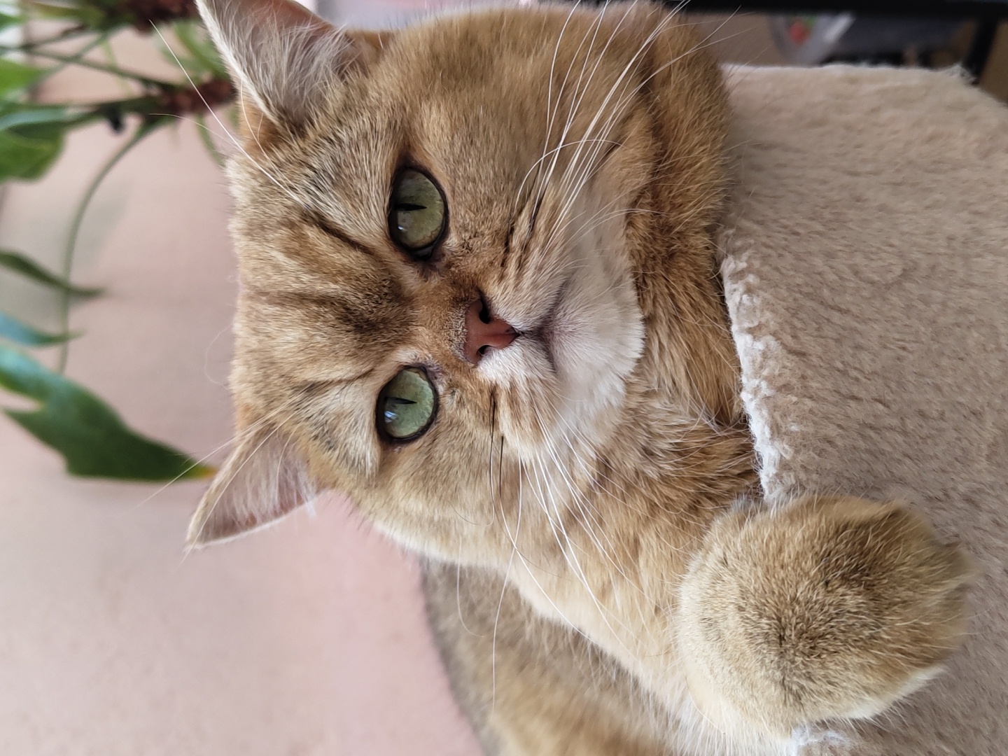 A close-up, eye-level, head-on shot shows a golden British Shorthair cat with green eyes lying in a plush, light-colored cat bed. The cat's fur is a warm, golden-brown with darker tabby markings on its forehead and back. Its left paw rests casually over the edge of the bed. The background is soft and out of focus, with a pale pink wall and a hint of green foliage from a plant. The lighting is bright and natural, illuminating the cat's face and highlighting its features. The overall mood is calm and relaxed. There is no visible indication of the location in the city of Krasnodar, Russia.