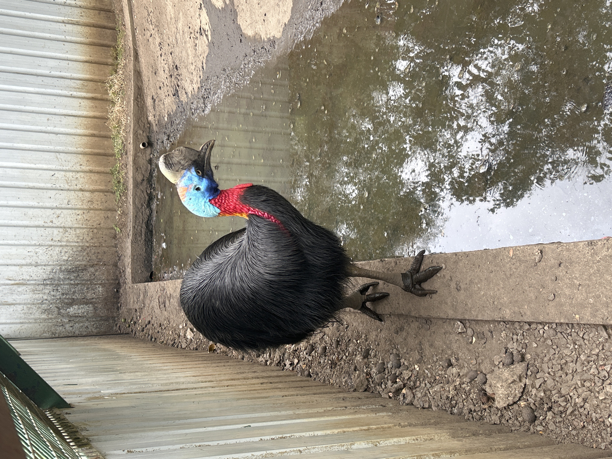 A Southern Cassowary stands on a concrete ledge next to a muddy puddle. The bird is large and black with a vibrant blue neck and red wattles. Its head is topped with a bony casque. The background consists of a tall, corrugated metal fence and a dirt enclosure with sparse vegetation. The image appears to be taken in an outdoor enclosure, possibly a zoo or sanctuary, located in Tanubada, Papua New Guinea.