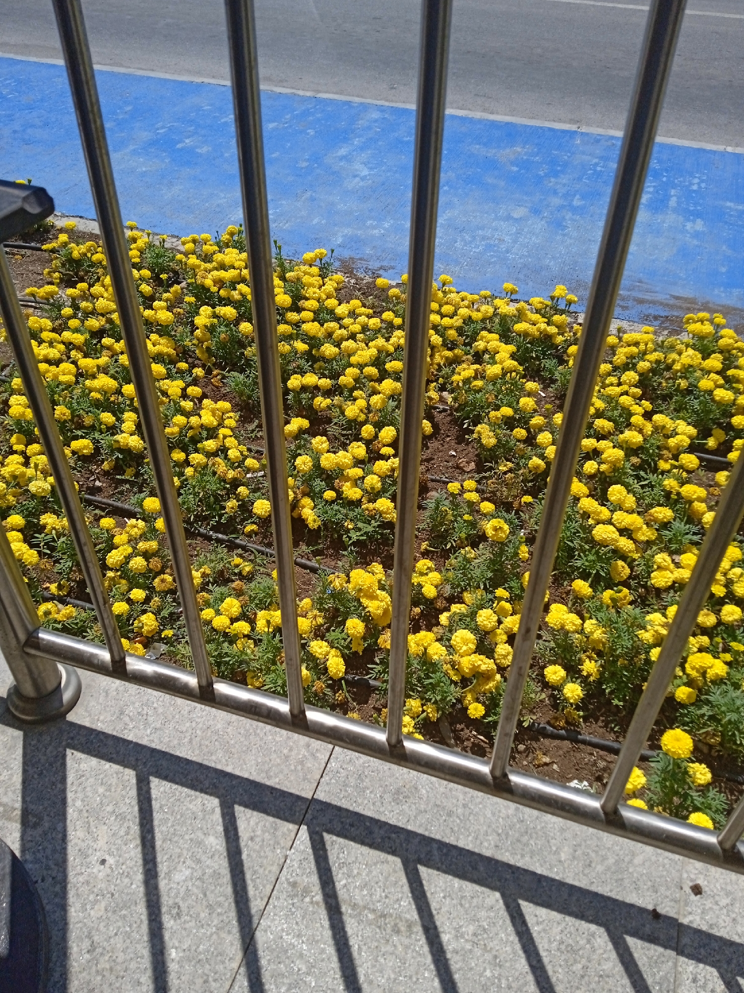 The image, captured in the city of Toroslar, Turkey, presents a view through a metal railing onto a flowerbed filled with numerous yellow marigolds. The flowers are densely planted and vibrant, with green foliage visible among them. Behind the flowerbed, a strip of bright blue pavement is adjacent to a grey asphalt surface, suggesting an urban or park setting. The railing, made of polished metal, casts distinct shadows on the grey paved ground in the foreground. The lighting indicates it is a sunny day. There are no people or animals visible in the frame. The scene appears to be a section of public landscaping.