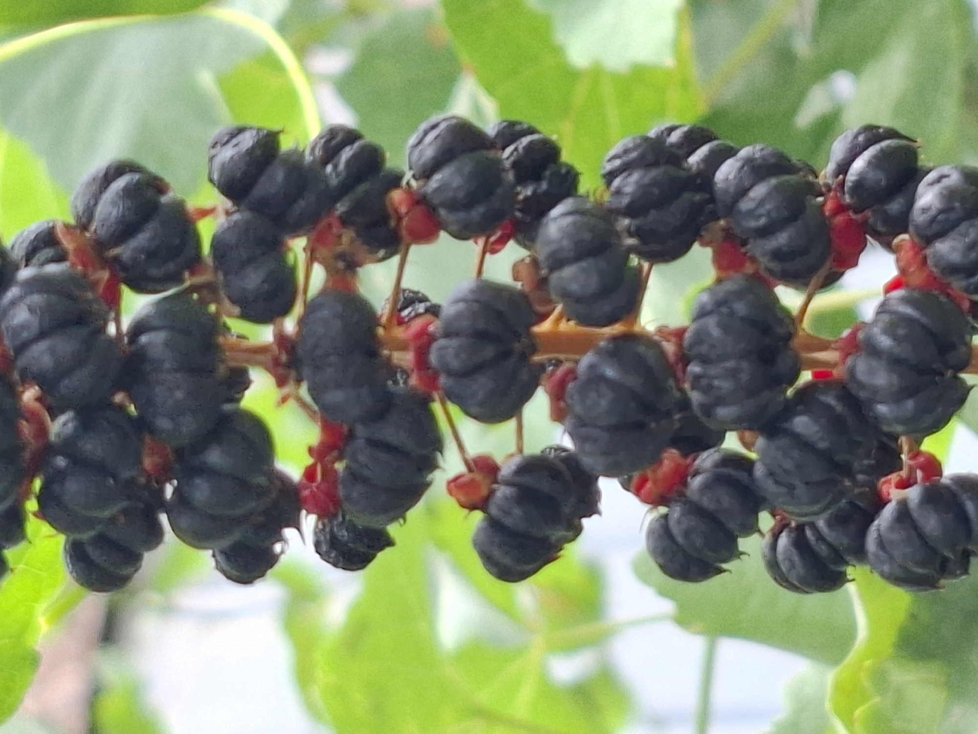 A close-up, vertical, outdoor photograph captures a cluster of ripe, dark purple to black berries hanging from a plant stem. The berries are clustered together in groups, with each berry exhibiting a segmented, almost pumpkin-like shape. Small red calyxes are visible at the base of some berries, where they attach to the stem. The background consists of blurred green foliage, suggesting a natural or garden setting. The lighting appears to be natural daylight. The image does not contain any identifiable landmarks or features that would indicate its location within the city of Almaty, Kazakhstan. No people or animals are present.