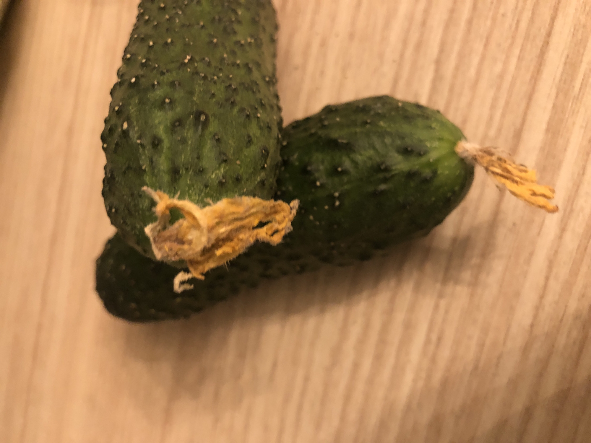 Two small, bumpy, dark green cucumbers are positioned on a light brown, wood-grained surface. The cucumbers are lying parallel to each other, with one slightly overlapping the other. Both cucumbers have a dried, yellow, flower-like remnant at one end, which appears fuzzy and slightly desiccated. The lighting in the image casts a soft shadow on the left side of the cucumbers. The overall setting appears to be a kitchen counter or table, but no other objects or individuals are visible.