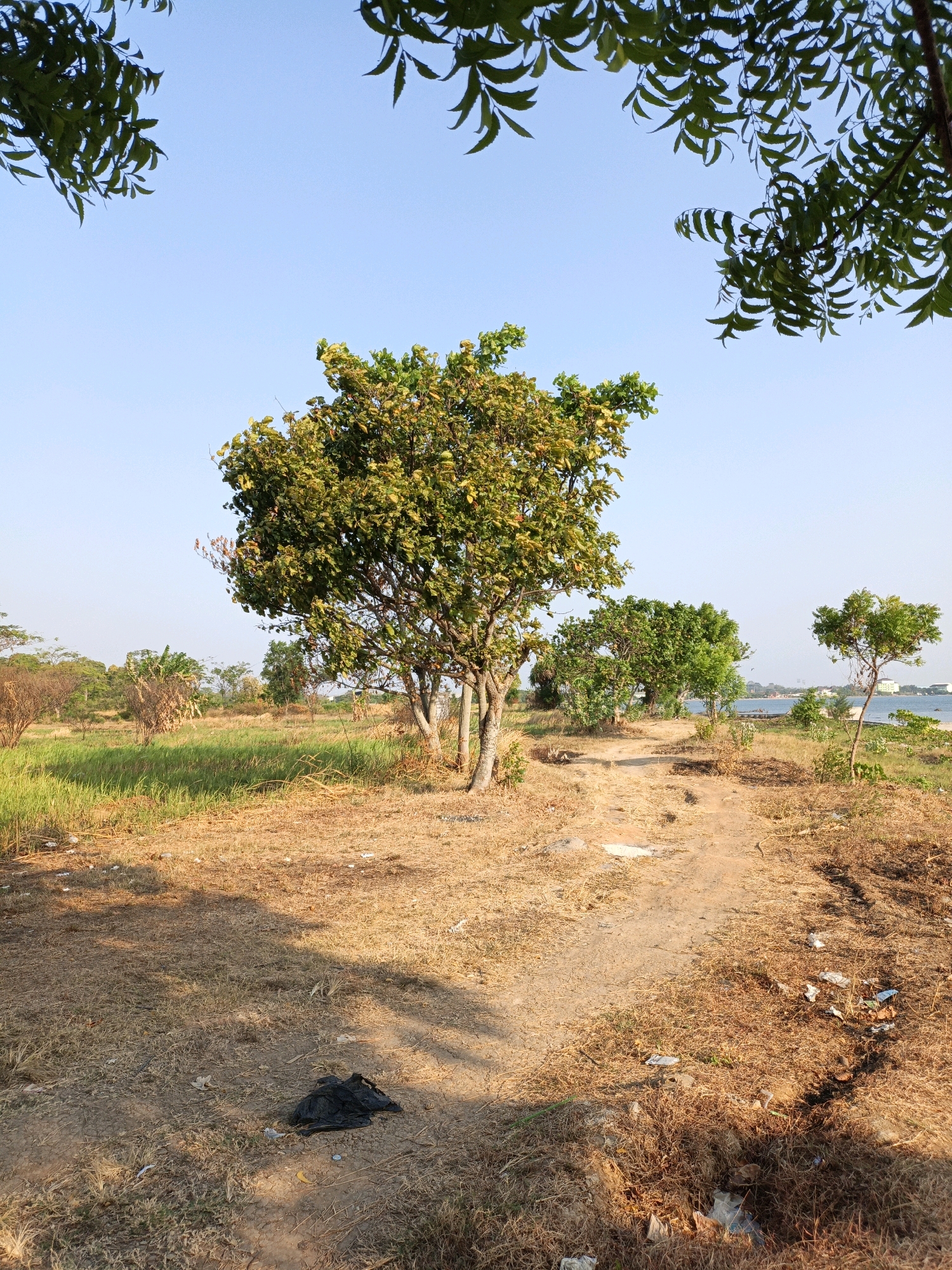 The image depicts an outdoor scene, likely in Cikal, Indonesia, characterized by a dirt path winding through dry, grassy terrain. Several trees are visible, varying in size and foliage density. A large, leafy tree stands prominently in the mid-ground, casting a shadow on the path. In the distance, more trees and vegetation are discernible, with a body of water and some buildings suggesting the presence of a coastal or lakeside area. The sky is clear and blue, indicating daytime. The ground is littered with dry leaves, twigs, and scattered pieces of trash, including a black plastic bag near the foreground. The overall impression is one of a natural, yet somewhat unkempt, outdoor space.