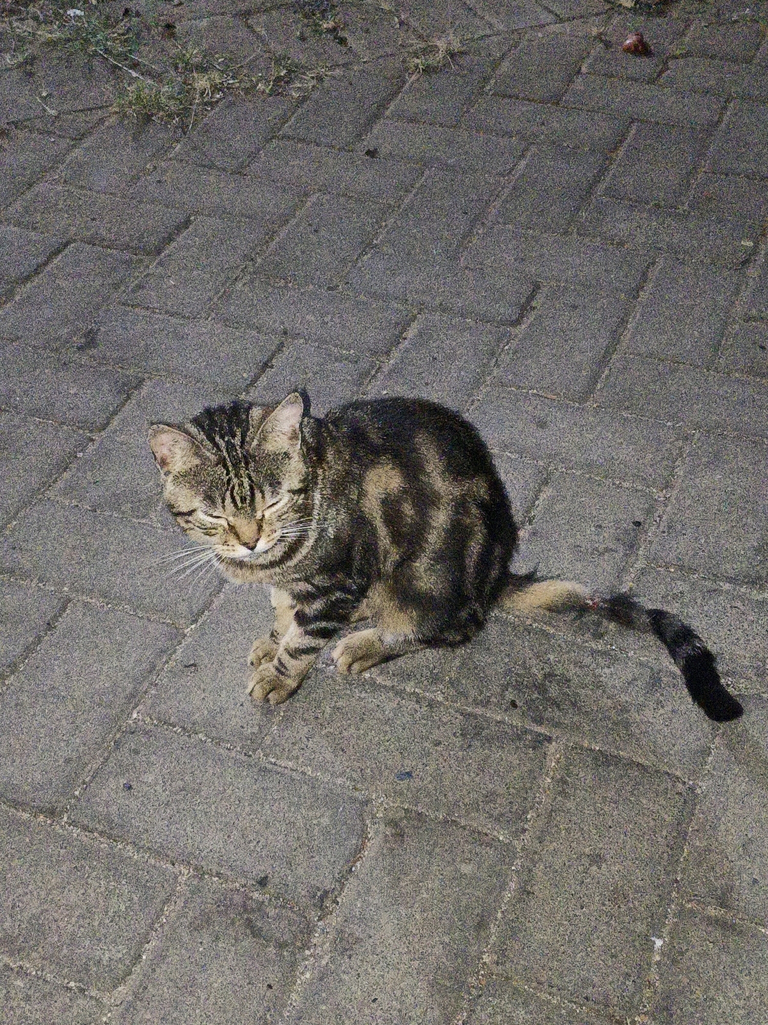 A tabby cat is sitting on a paved walkway in Cikal, Indonesia. The cat is facing to the left of the frame with its eyes closed and appears to be relaxed. Its fur is a mixture of brown, black, and tan stripes. The walkway is made of grey interlocking pavers, and there is some sparse grass and vegetation growing in the cracks between the pavers. In the upper right corner of the image, there is a small, reddish-brown object, possibly a piece of fruit or debris. The lighting suggests it is either early morning or late evening.