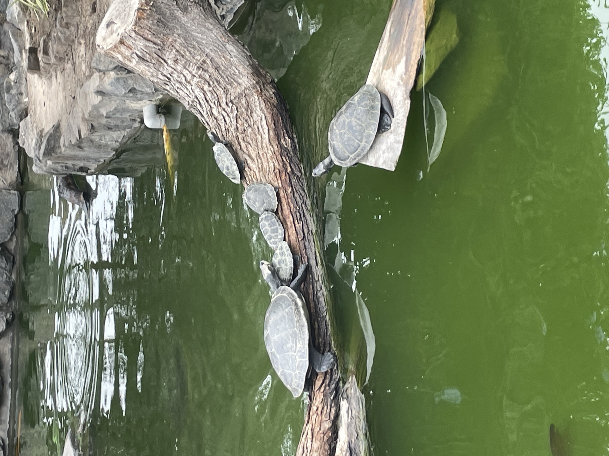 The image depicts a pond within a zoo or animal sanctuary, specifically located in San Isidro, Peru. A large, weathered log rests partially submerged in the murky green water, serving as a basking area for several turtles. A large turtle is positioned on the left side of the log, facing left, with its legs extended. To its right, a cluster of four smaller turtles are stacked or lined up on the log, also facing left. Further to the right, another turtle is perched on a smaller piece of driftwood that extends from the log. The surrounding environment includes rocky edges to the pond and a visible tree stump.