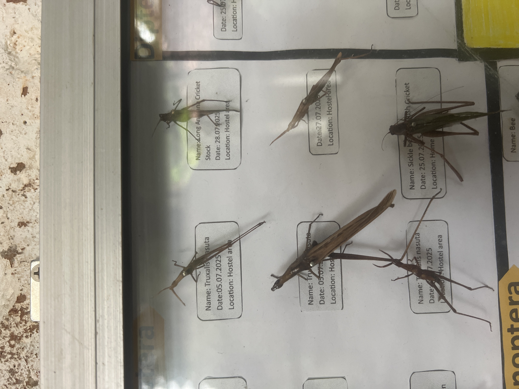 The image shows a display board with several preserved insects. The board is mounted on a textured, light-colored wall, possibly in an outdoor or semi-outdoor setting. The display is framed by metal borders. Within clear plastic sleeves, individual insects are mounted on white cards, each with a printed label detailing the insect's name, date of collection, and location.
Specifically, the board features:
* A specimen labeled "Name: Truxalis nasuta", collected on "Date: 05.07.2025" from "Location: Hostel area".
* Another specimen labeled "Name: Long Anta Cricket", collected on "Date: 28.07.2025" from "Location: Hostel area".
* A third specimen, also labeled "Name: Truxalis nasuta", collected on "Date: 27.07.2025" from "Location: Hostel Area".
* A specimen labeled "Name: Sickle bush Cricket", collected on "Date: 25.07.2025" from "Location: Home".
* A partial label visible at the bottom reads "noptera". Another partially visible label at the bottom center reads "Name: Bee".
The insects appear to be mounted in a manner that preserves their forms, with legs and antennae extended. The lighting suggests a daylight environment, with some reflections visible on the plastic protective coverings. The overall impression is that of a scientific or educational exhibit, likely an insect collection.
The specific location in Demanhandiya, Sri Lanka is not directly indicated by the visual information in the image itself. However, the labels mention "Hostel area" and "Home" as collection points, suggesting a local collection effort.