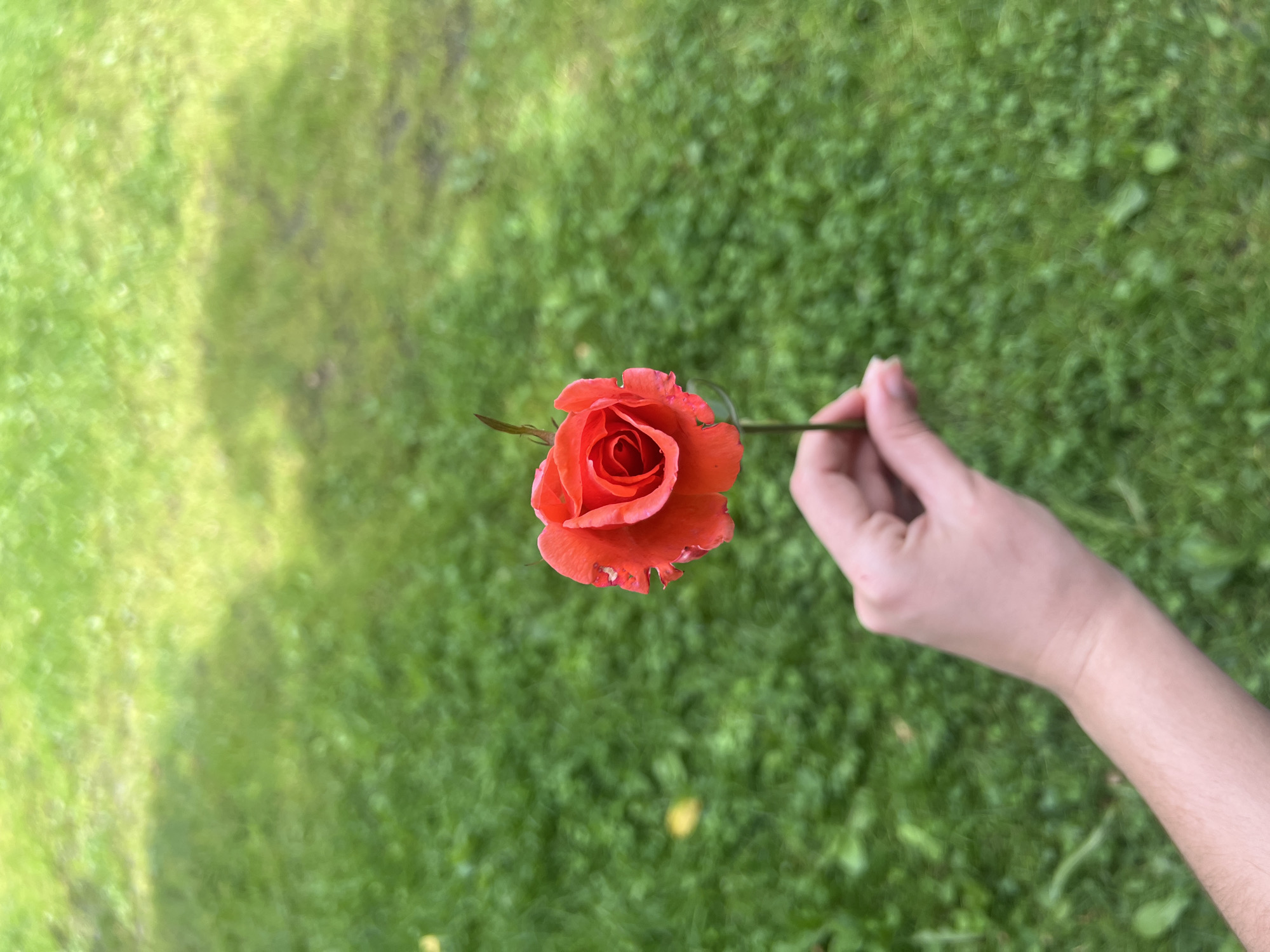 A person's hand is holding a single red rose in front of a blurred green grassy background. The rose is in focus and its petals are tightly wound. The hand is lightly gripping the stem of the rose. The background appears to be a lawn or park area. There is no indication of the specific location within Ust-Chorna, Ukraine.