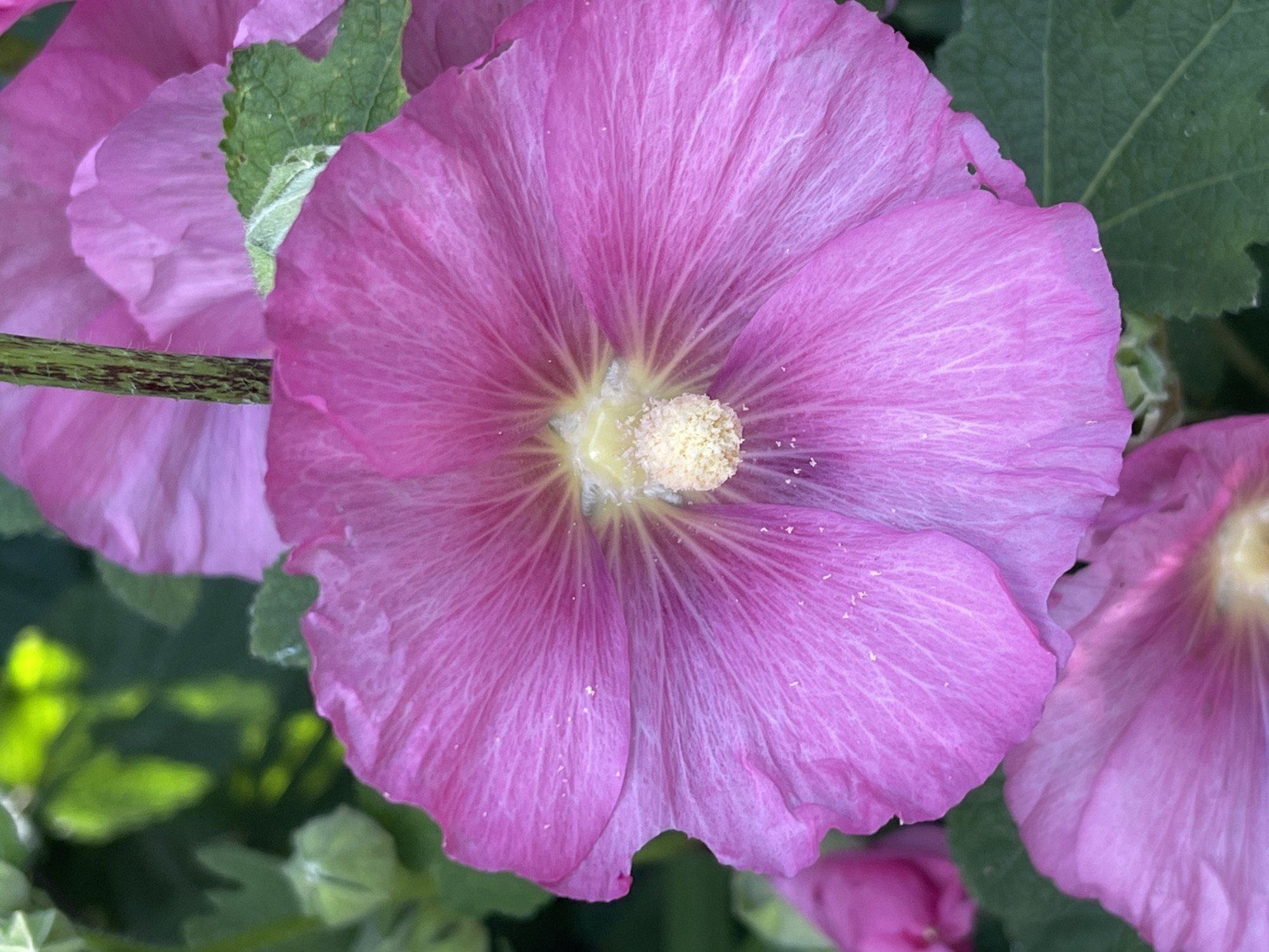 The image displays a close-up of pink hollyhock flowers. The central flower is in sharp focus, revealing its delicate petals, yellow stamen, and the fuzzy texture of its center. The flower's stem, a mottled green and brown, runs vertically through the frame. In the background, other hollyhock blooms and lush green foliage are visible, some out of focus, suggesting a garden setting. The overall impression is one of natural beauty and vibrant color. No people are present, and no specific urban location is identifiable.