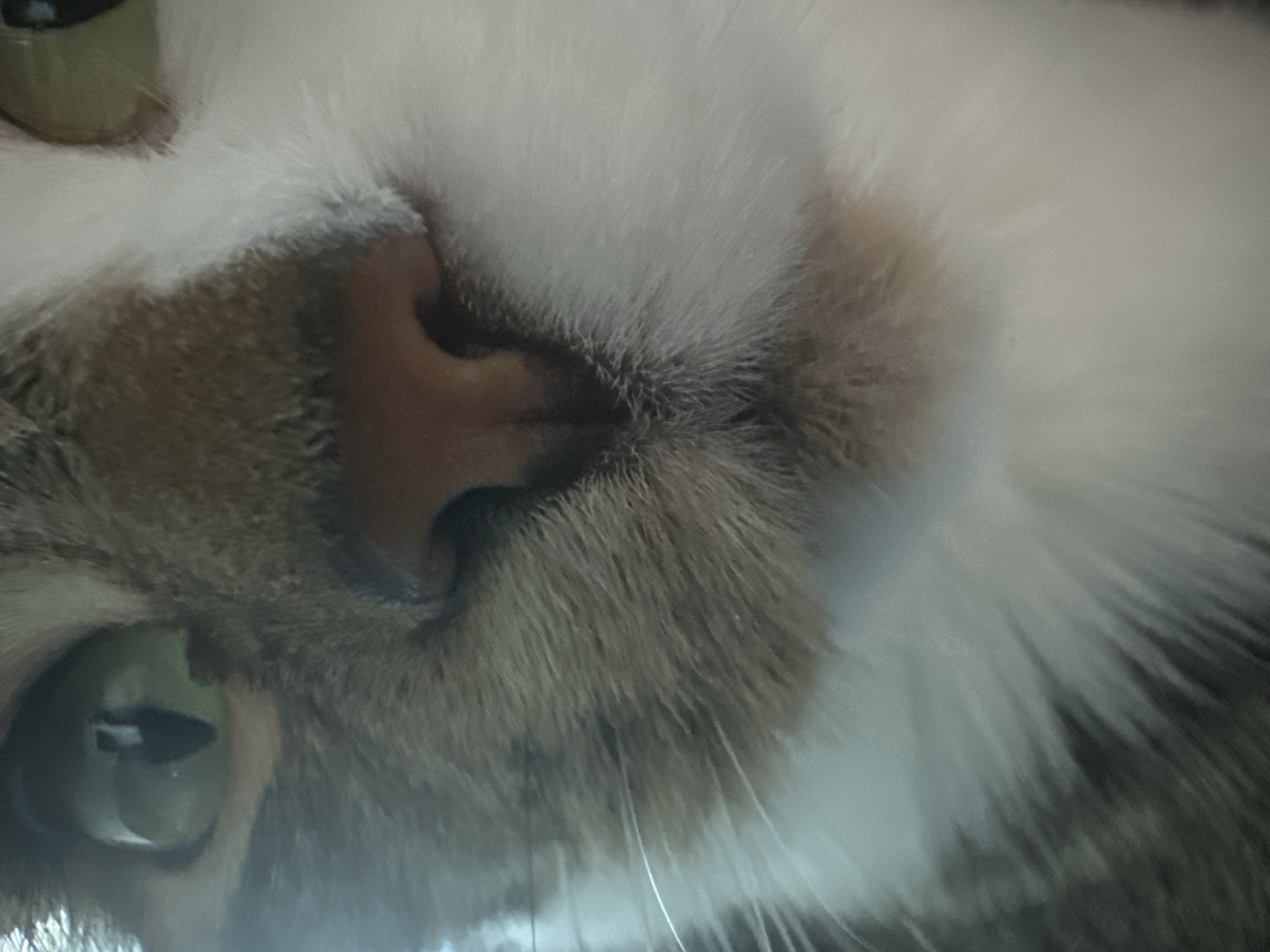 The image is a close-up of a cat's face, focusing on its nose and one eye. The cat has green eyes and fur that is a mix of white, brown, and black. The cat's nose is pinkish-brown. The background is blurred and does not provide any information about the location. There are no people or any discernible elements of a city environment present in the image. Therefore, it is not possible to determine the location in Kyiv, Ukraine.