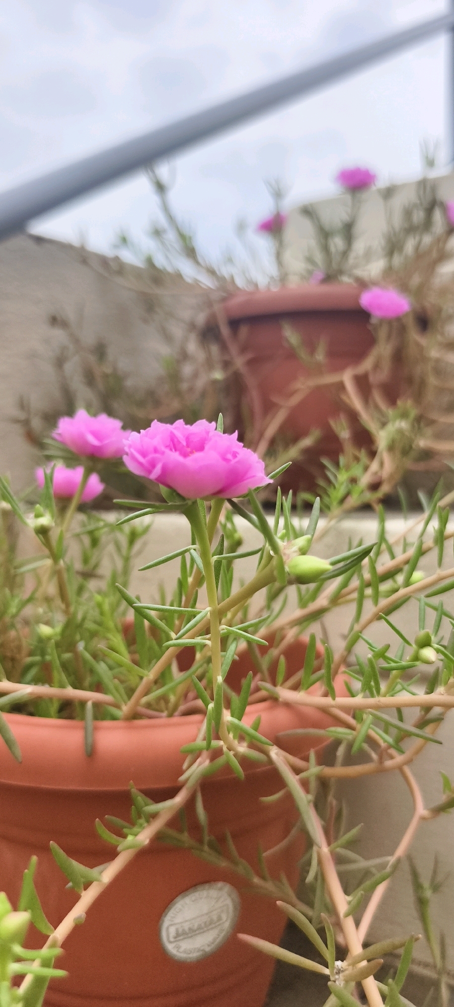 The image captures a close-up view of pink flowers with delicate petals, likely Portulaca grandiflora, blooming in terracotta pots on what appears to be a rooftop or elevated balcony. The flowers are vibrant against the muted, slightly overcast sky and the earthy tones of the pots. Green, succulent-like leaves and stems of the plants trail down, some reaching towards the edge of the pots. In the background, other similar plants in pots are visible, some also showing pink blooms, creating a sense of a small, personal garden. The overall scene is serene and evokes a feeling of urban nature. The specific location in Kundrathur, India, is not explicitly depicted but is given as context. There are no people or animals present.