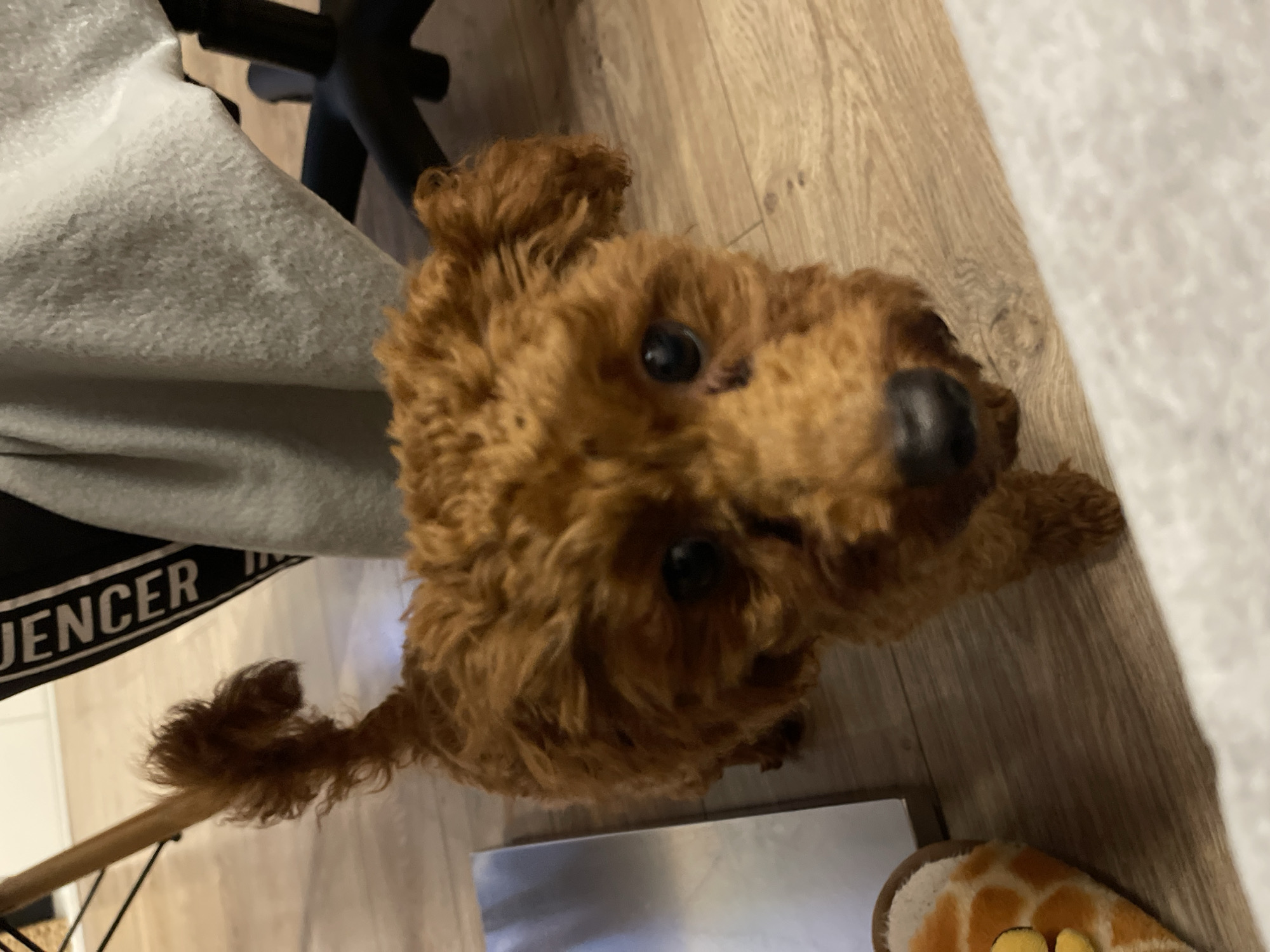 A brown poodle is looking up at the camera. It is standing on a light brown wooden floor. To the left of the dog is a grey fabric draped over a black chair with the word "JENCER" partially visible. In the lower right corner, there is a glimpse of a patterned slipper. The location is not discernible from the image.