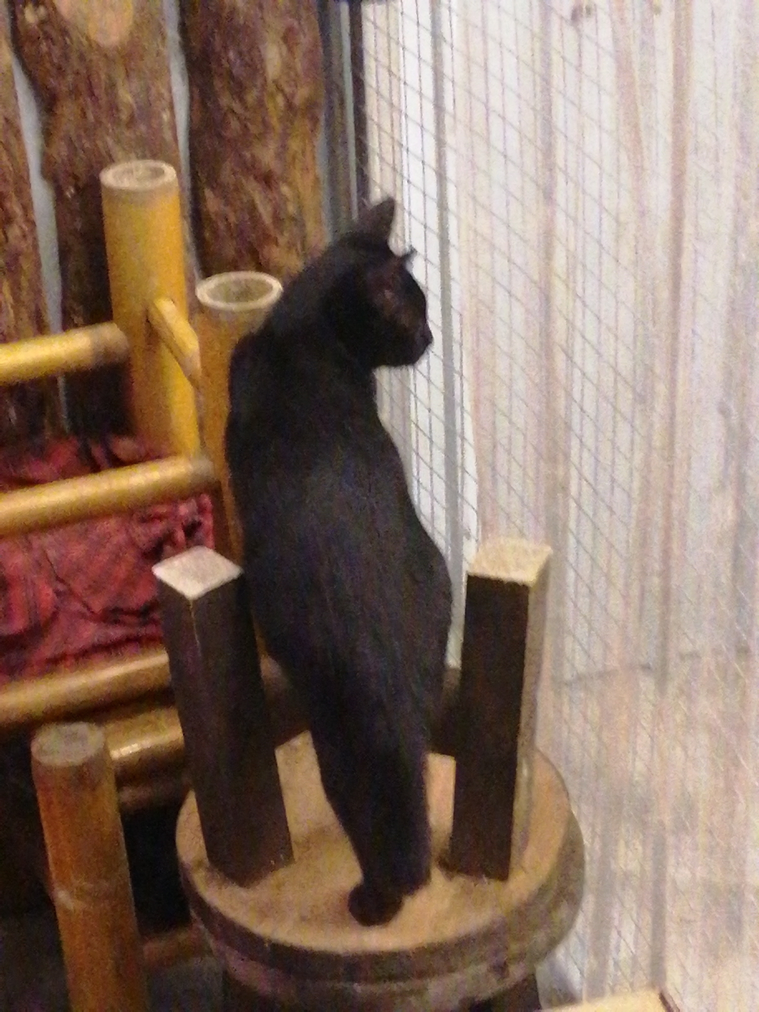 A black cat is perched on a wooden stool, facing away from the camera and looking towards a white mesh curtain. The cat is the primary subject, with its black fur contrasting against the lighter background. The wooden stool is round and has two dark, rectangular supports. In the background, vertical wooden posts and a red fabric can be seen. The scene appears to be indoors, possibly in a cafe or a home in Da Lat, Vietnam, given the presence of bamboo-like elements and the general aesthetic.