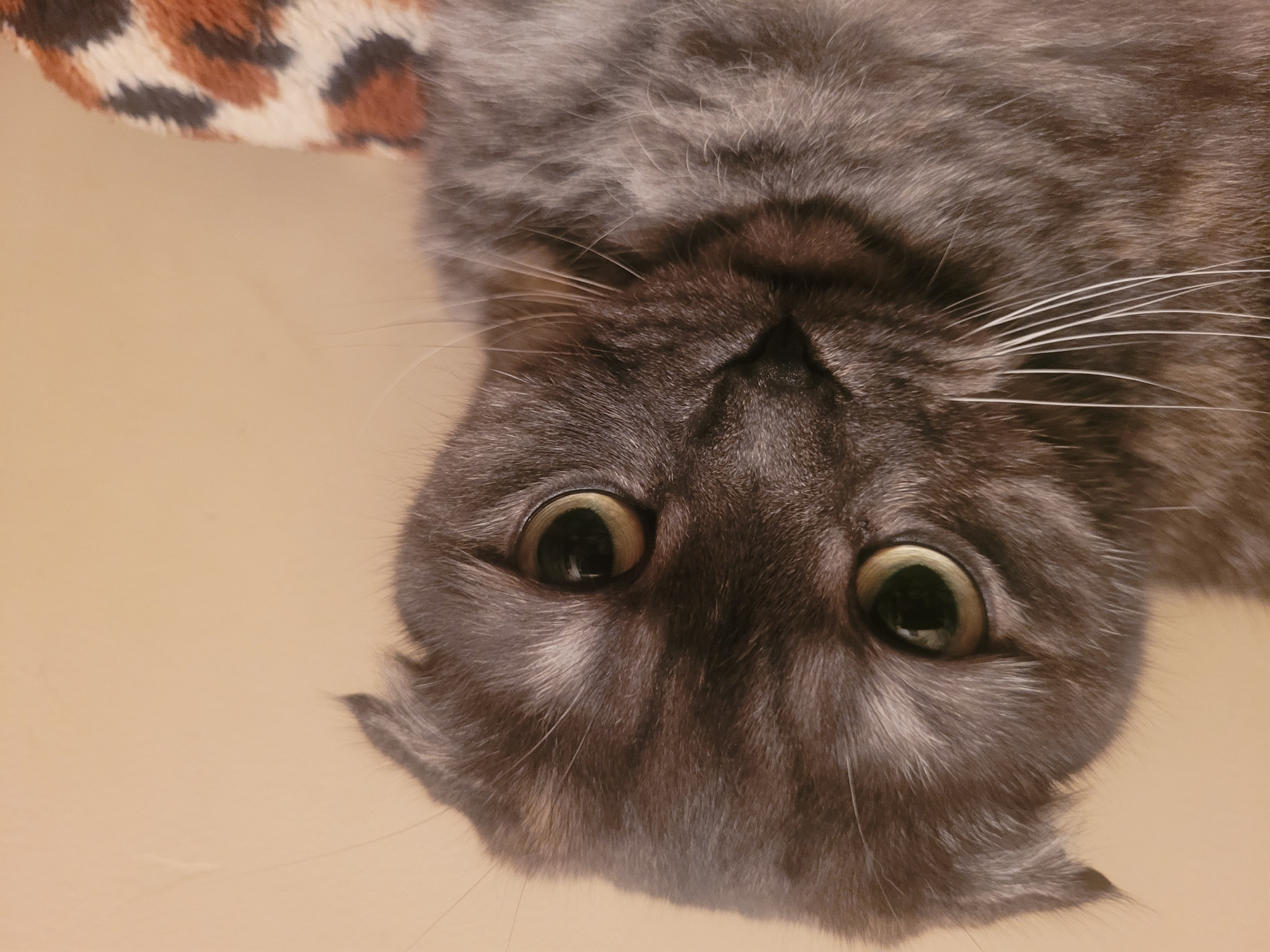 A close-up, inverted, eye-level view of a gray cat with green eyes against a light beige background. Part of an animal-print object is in the upper left. There is no indication in the image that indicates that this is located in the city of Izhevsk, Russia.