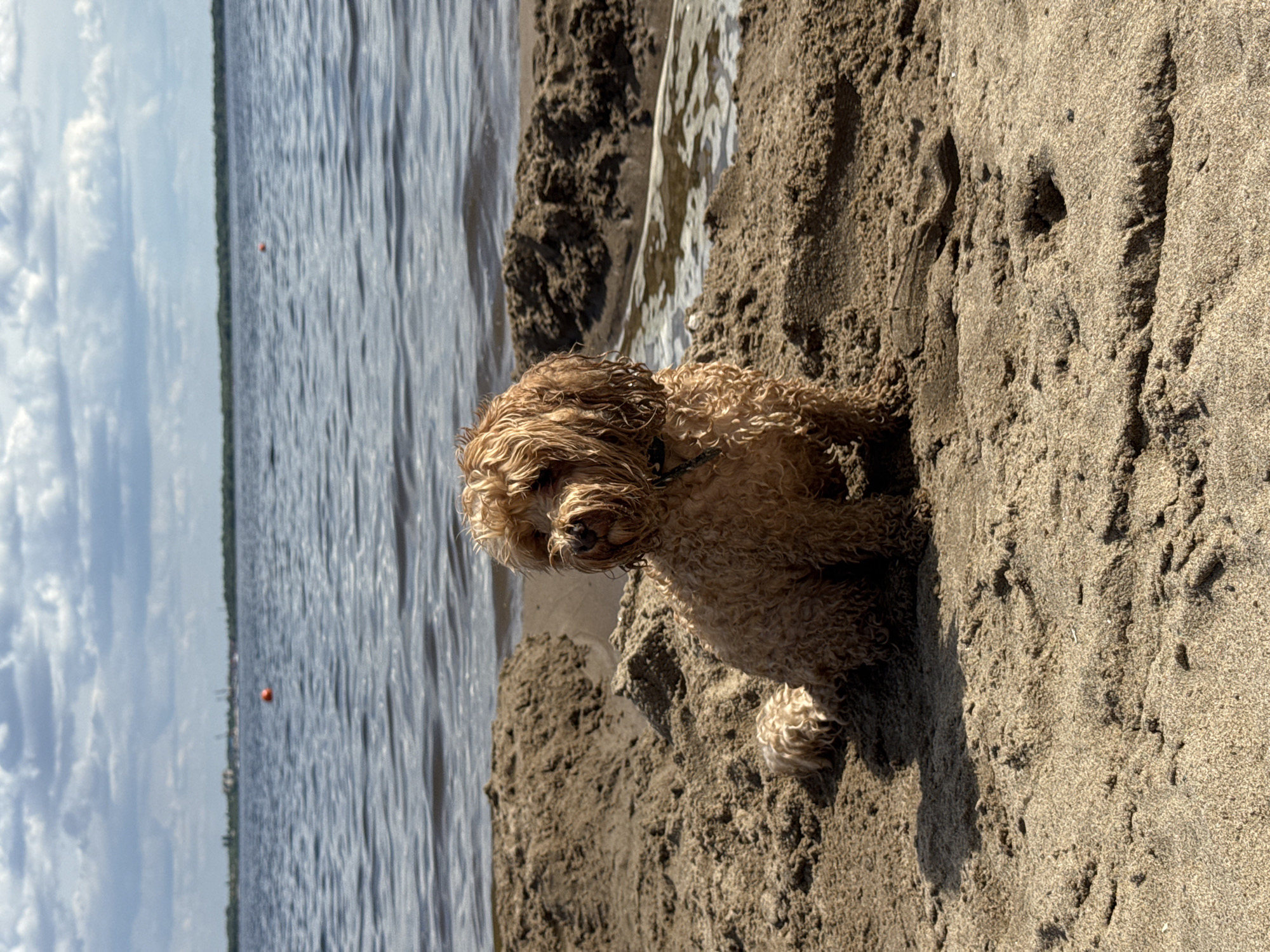 This is a vertical, eye-level medium shot of a small, fluffy, light brown dog sitting on a sandy beach. The dog is positioned on the right side of the frame, facing left and slightly downwards. Its fur is wet and curly, and its ears are long and floppy. The dog's expression is slightly ambiguous, but it appears calm and perhaps a little tired.
The background of the image consists of a body of water on the left, with ripples indicating gentle movement. The water is a muted blue-gray color, reflecting the sky. In the distance, a thin line of green trees can be seen along the shoreline, and a small red buoy floats in the water. The sky above the water is partly cloudy, with large, puffy white clouds against a pale blue backdrop.
The sand in the foreground is textured and appears wet in places, suggesting that the dog is close to the water's edge. There are some indentations and footprints visible in the sand, indicating recent activity. The overall lighting suggests it is daytime, likely late morning or early afternoon, with bright sunlight casting subtle shadows. The scene evokes a sense of a peaceful day at the beach. There is no visible text in the image.