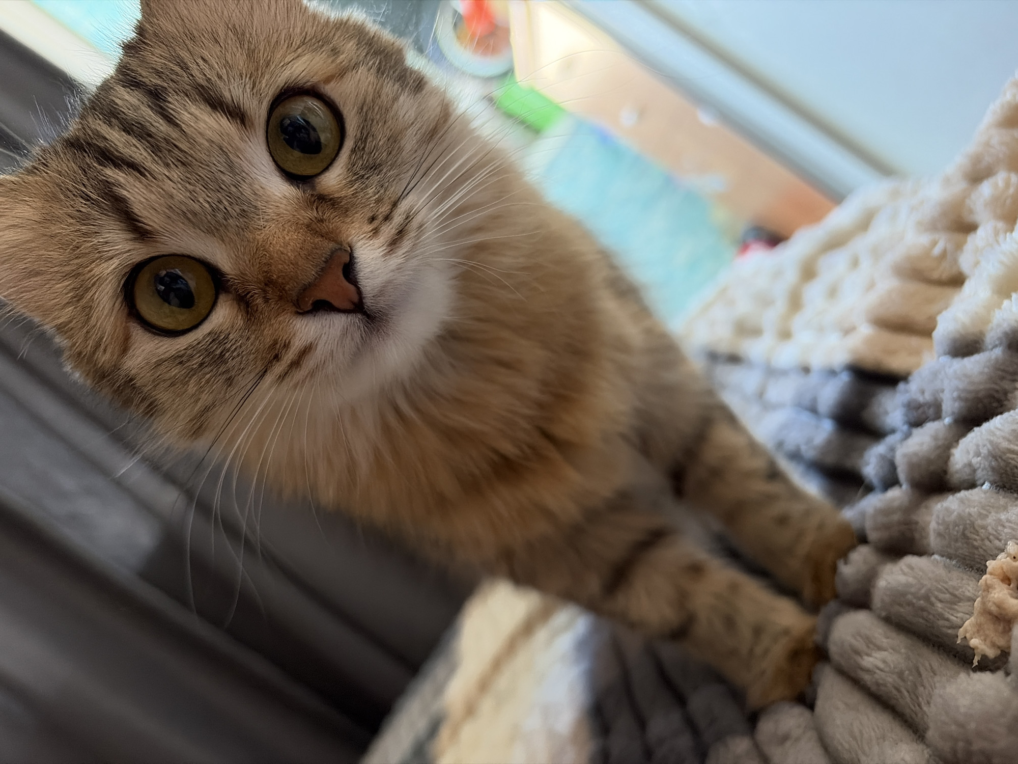 A close-up photograph captures a brown tabby cat with large, round, olive-green eyes. The cat is positioned near a textured, gray and white surface. The background reveals a glimpse of a window or glass surface and a room with a light blue floor. The location and city, Chaikovsky, Russia, are not evident in this image.