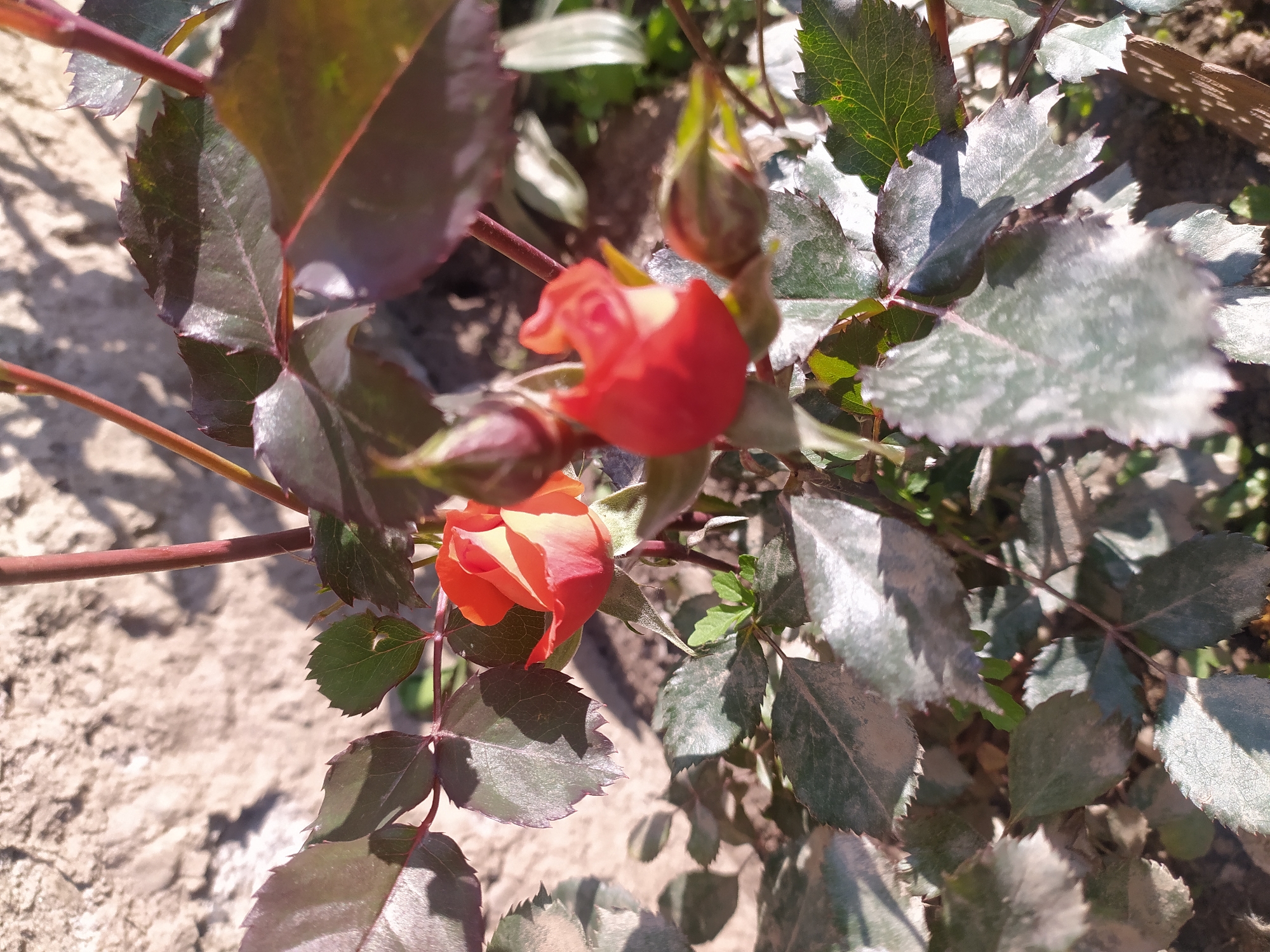 A close-up, high-angle shot captures two small, partially opened red roses and several rosebuds amongst dark green and purplish leaves. The roses are vibrant red with hints of yellow near their centers. The leaves are dark, with some appearing to have a dusty or waxy coating, and have serrated edges. The background consists of a rough, light-colored wall, possibly stone or stucco, with shadows of branches cast upon it. The setting appears to be outdoors, with natural light illuminating the scene. The location is not specified beyond "Unknown, Unknown."