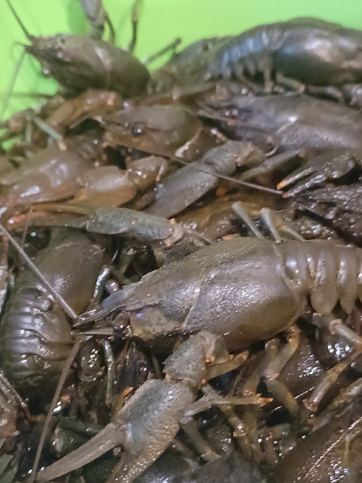 A close-up, overhead shot reveals a densely packed collection of live crawfish in a shallow, green container. The crawfish are primarily dark brown to black, with some exhibiting a slightly reddish or olive hue. Their exoskeletons are textured and appear wet, reflecting the light. Many of the crawfish have visible antennae, claws, and segmented tails. The focus is tight on the subjects, with the edges of the green container only visible in the upper left background. The overall impression is of a large quantity of the crustaceans grouped together.