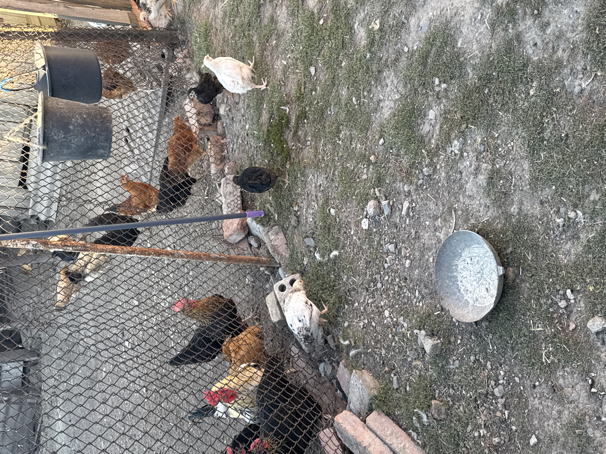 In the city of Svobodnyy, Russia, a rural outdoor scene unfolds within a fenced-in chicken enclosure. A chain-link fence demarcates the perimeter, with a dirt and patchy grass ground cover. Several chickens of various breeds and colors are scattered throughout the enclosure. A prominent black hen with red markings stands near the front, while other brown, white, and black chickens are visible. Some chickens are clustered near the fence, while others are spread out on the ground. Two dark-colored buckets are suspended from the fence, seemingly used for feeding or watering the birds. In the foreground, a shallow metal bowl filled with white ash or feed rests on the ground. The background shows wooden fencing and what appears to be more structures, suggesting a farm or backyard setting. The lighting indicates it might be late afternoon or early morning, casting a soft glow on the scene.