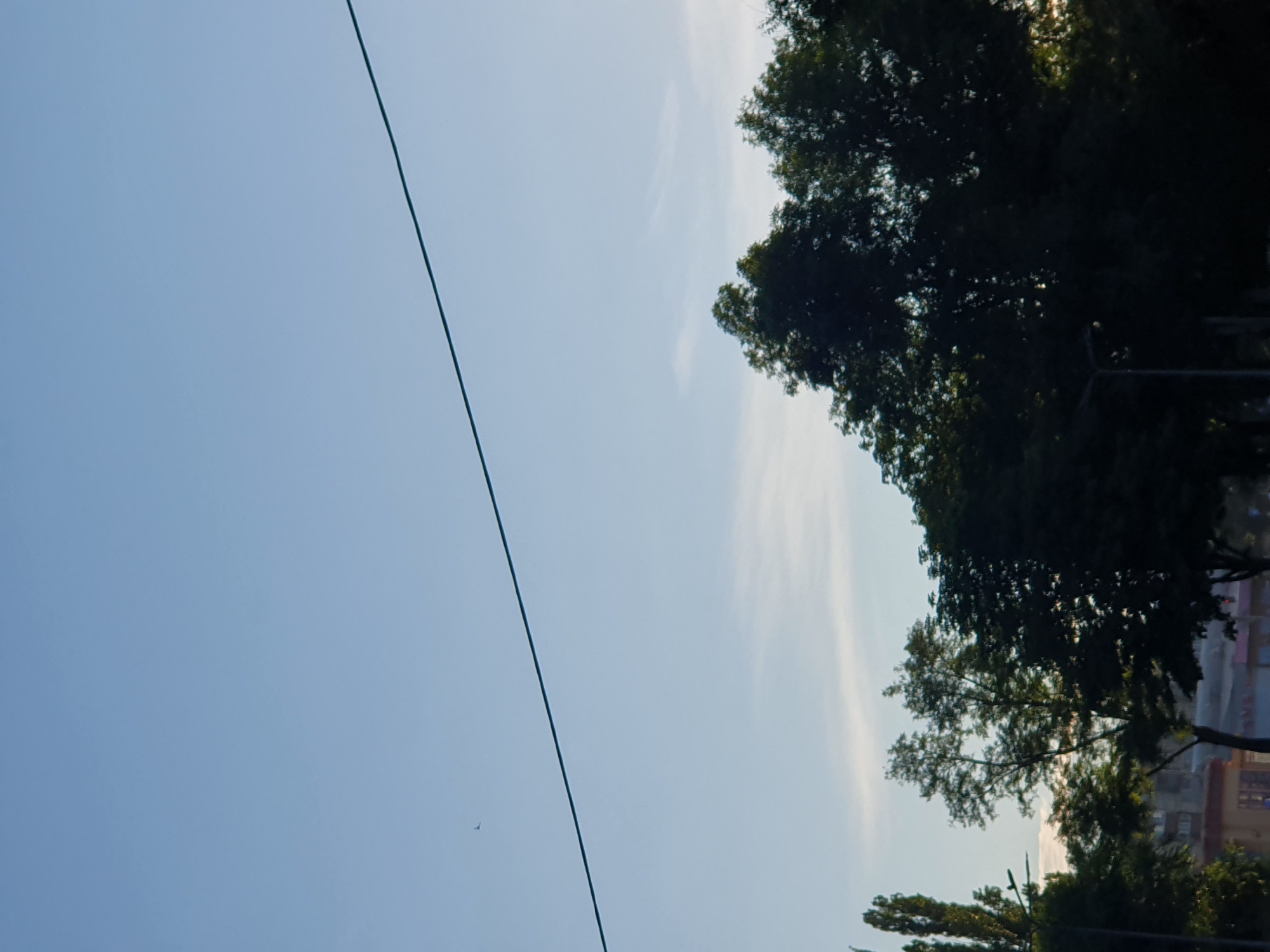 The image shows a clear sky with a power line stretching diagonally from the top left to the bottom right. A small bird is visible in the sky to the left of the power line. Below the sky, a dense line of trees with dark green foliage runs horizontally across the lower portion of the frame. The trees are silhouetted against the sky, with some lighter areas suggesting the setting or rising sun behind them. In the far lower left, parts of buildings and streetlights are partially visible, indicating an urban setting. The overall scene is a peaceful, natural view within a city.