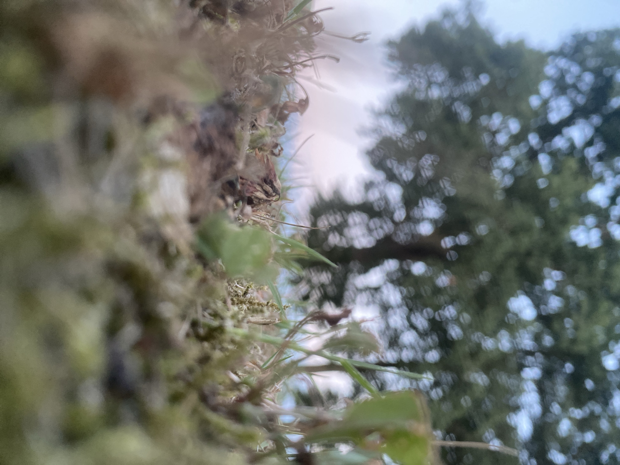 The image is a low-angle, close-up shot of grass and moss in what appears to be a natural setting. The background is blurred, showing the green foliage of a tree and a pale sky. There are no people or identifiable objects in the foreground or background. The scene is a natural outdoor environment. There is no information within the image to suggest a location in Schwarme, Germany.