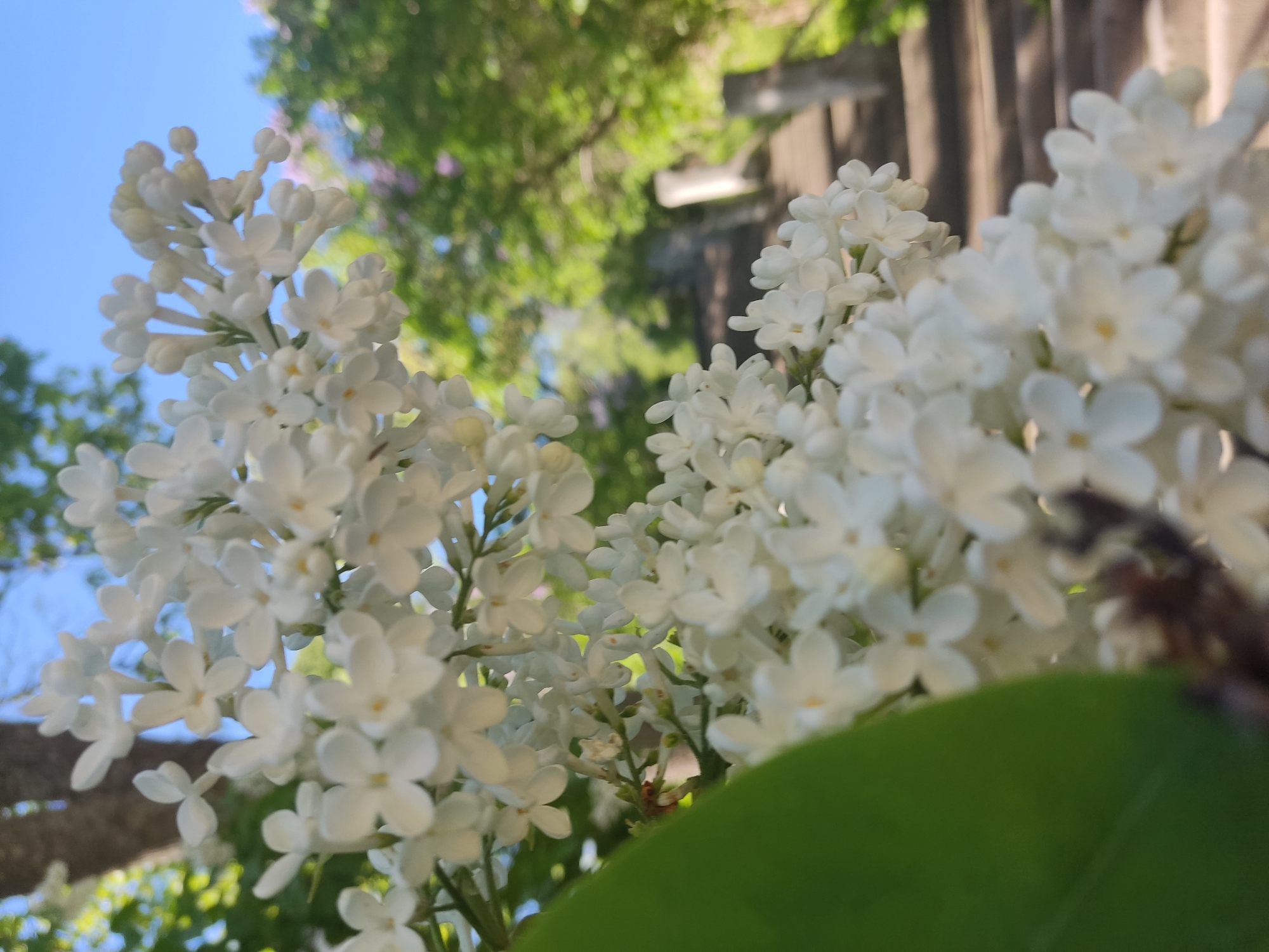 A close-up, low-angle photograph captures a cluster of white lilac flowers in sharp focus, occupying the majority of the frame from the left and bottom, extending diagonally upwards and to the right. The individual florets are small, with four prominent petals, and some display faint yellowish centers. A large, dark green leaf is partially visible on the far left, extending into the bottom left corner, appearing out of focus.
The background is significantly blurred, indicating a shallow depth of field. A clear, bright blue sky is visible in the upper portion of the frame, particularly on the right side. Below the sky, out-of-focus green foliage from trees is visible, with hints of darker tree trunks. In the mid-ground and background, a series of light-colored stone stairs with a visible handrail on the right ascends uphill, disappearing into the distant foliage. The overall impression is one of a bright, sunny day. The scene is devoid of any discernible human figures or animals. The image depicts a natural outdoor setting, likely within a park or garden in the city of Valaam, Russia.