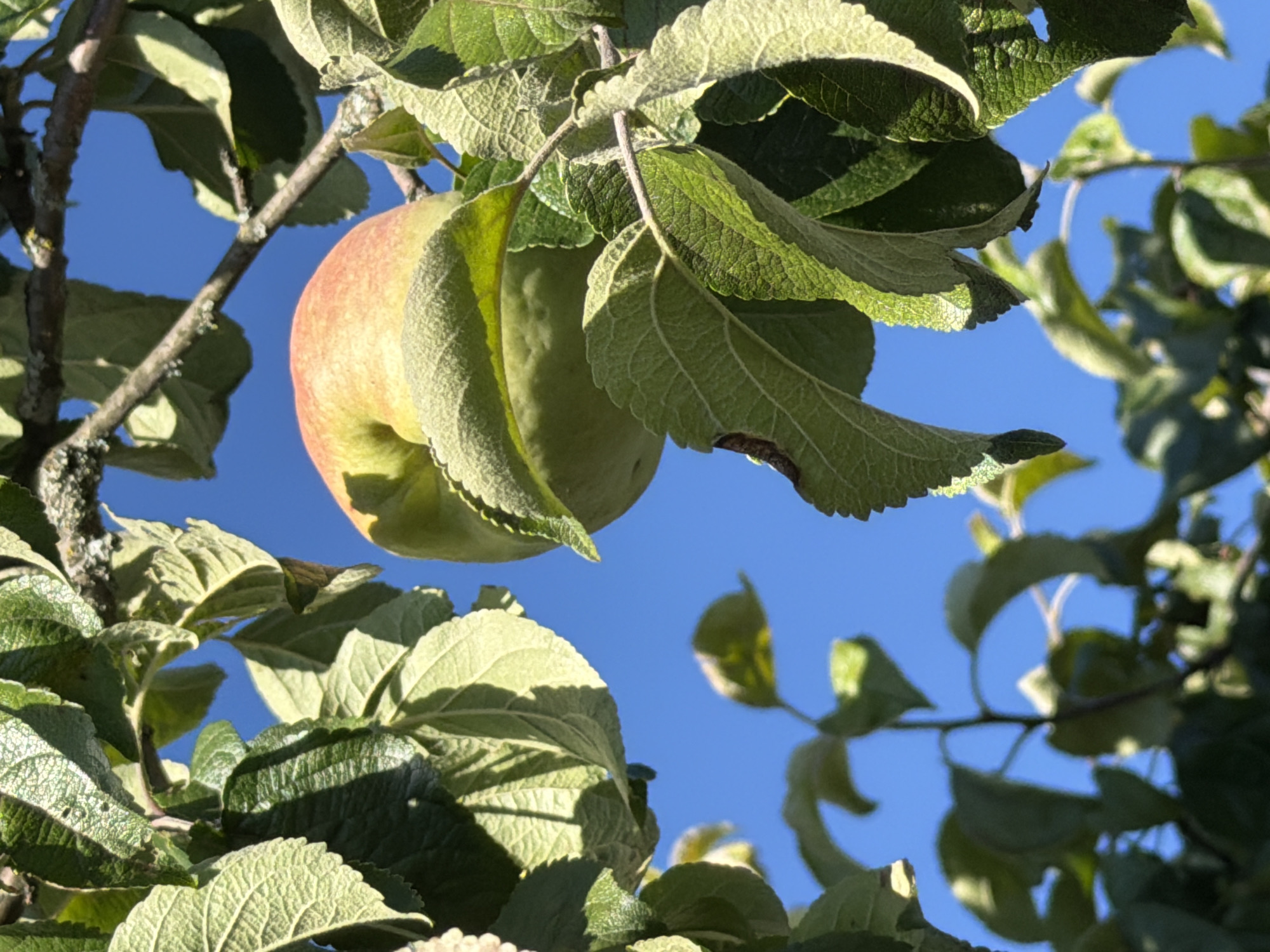This is a close-up, low-angle, outdoor photograph of an apple tree branch against a clear blue sky. A partially ripe apple, showing hues of green and blush pink, hangs from the branch, partially obscured by lush green leaves. The leaves are textured and varied in their exposure to sunlight, with some showing shadows and others catching the light. The branch itself appears weathered with some lichen present. The background is a solid expanse of bright blue sky. The image appears to be taken in Rublevets, Russia.