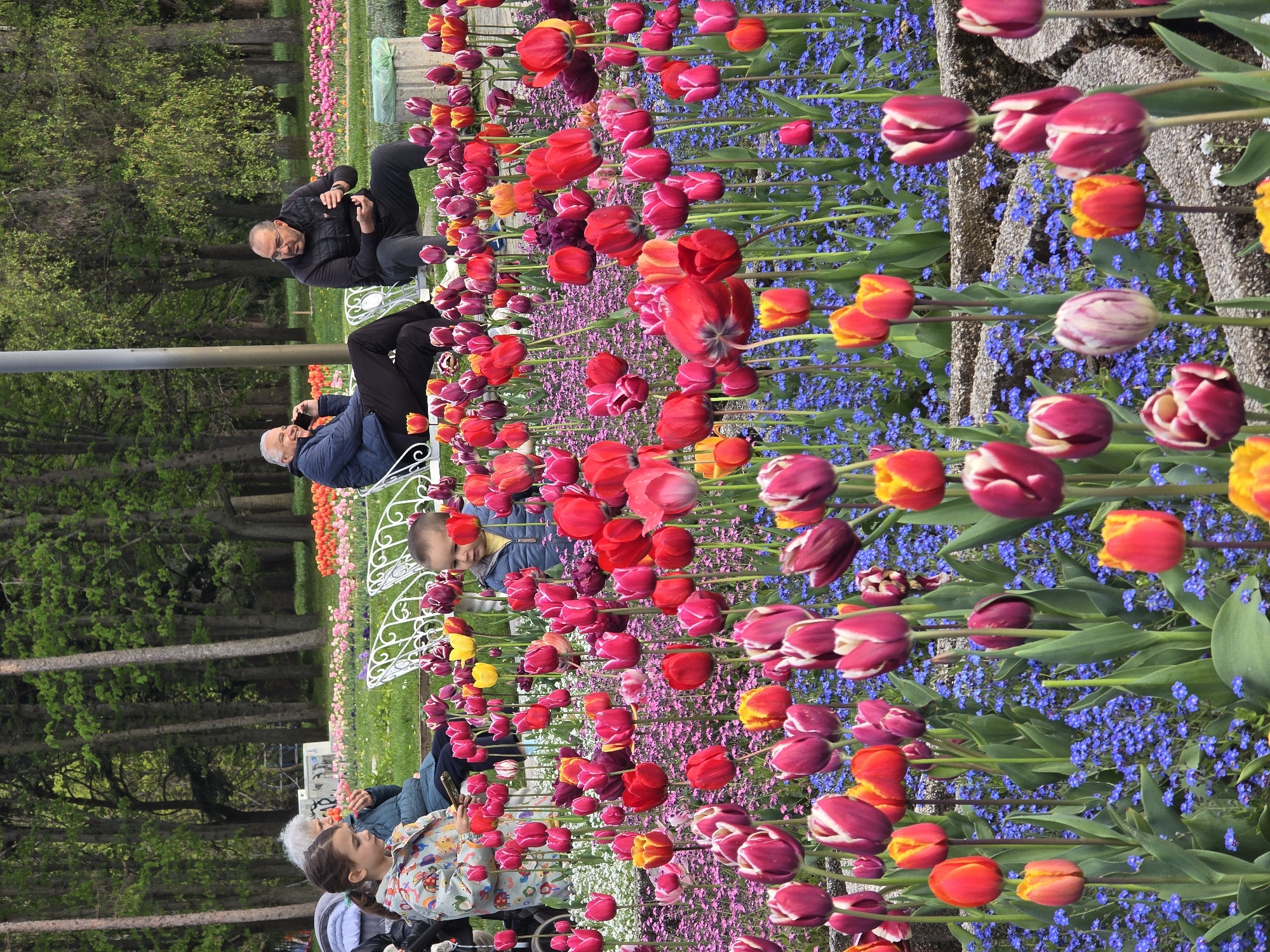 This media file captures a vibrant spring scene in a flower garden, likely a park in Sofia, Bulgaria. The image is dominated by extensive flowerbeds bursting with colorful tulips in shades of red, pink, orange, yellow, and purple, interplanted with smaller blue and purple flowers, possibly forget-me-nots or grape hyacinths.
Several people are seen enjoying the garden. In the mid-ground, two men are seated on white, ornate garden benches. One man, wearing a dark jacket, is observing the surroundings, while the other, in a blue jacket, is looking at a mobile phone. Closer to the foreground, a young girl in a floral-patterned jacket is also seated on a white bench, seemingly captivated by the flowers, with a young boy partially visible nearby, also looking at the blossoms. Other individuals are partially visible further in the background, suggesting a popular public space.
The setting is a well-maintained garden or park, characterized by rows of meticulously arranged flowers and a backdrop of tall green trees and lush grass. The clear, bright natural light indicates a pleasant daytime, likely morning or afternoon, perfect for outdoor leisure. The overall mood conveyed is one of tranquility and enjoyment of nature's beauty during the blooming season. There is no visible text in the image.