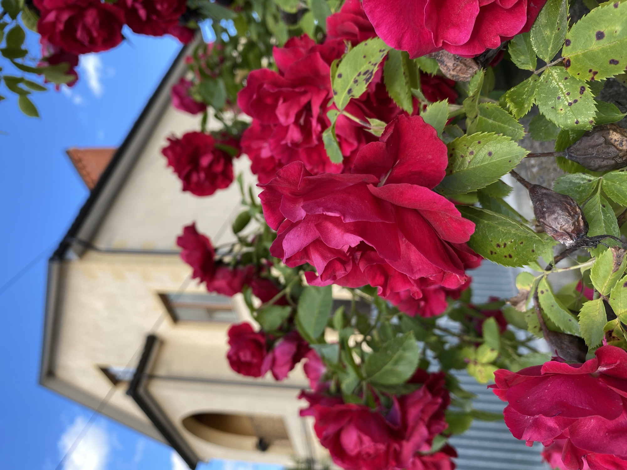 A close-up shot captures a cluster of vibrant red roses in the foreground, their petals unfurling towards the viewer. Several leaves are visible, some showing dark spots. In the blurred background, a light-colored house with a red-tiled roof and an arched entryway is depicted against a bright blue sky dotted with white clouds. A portion of a gray metal fence is also visible in the lower left corner. The image appears to be taken outdoors.