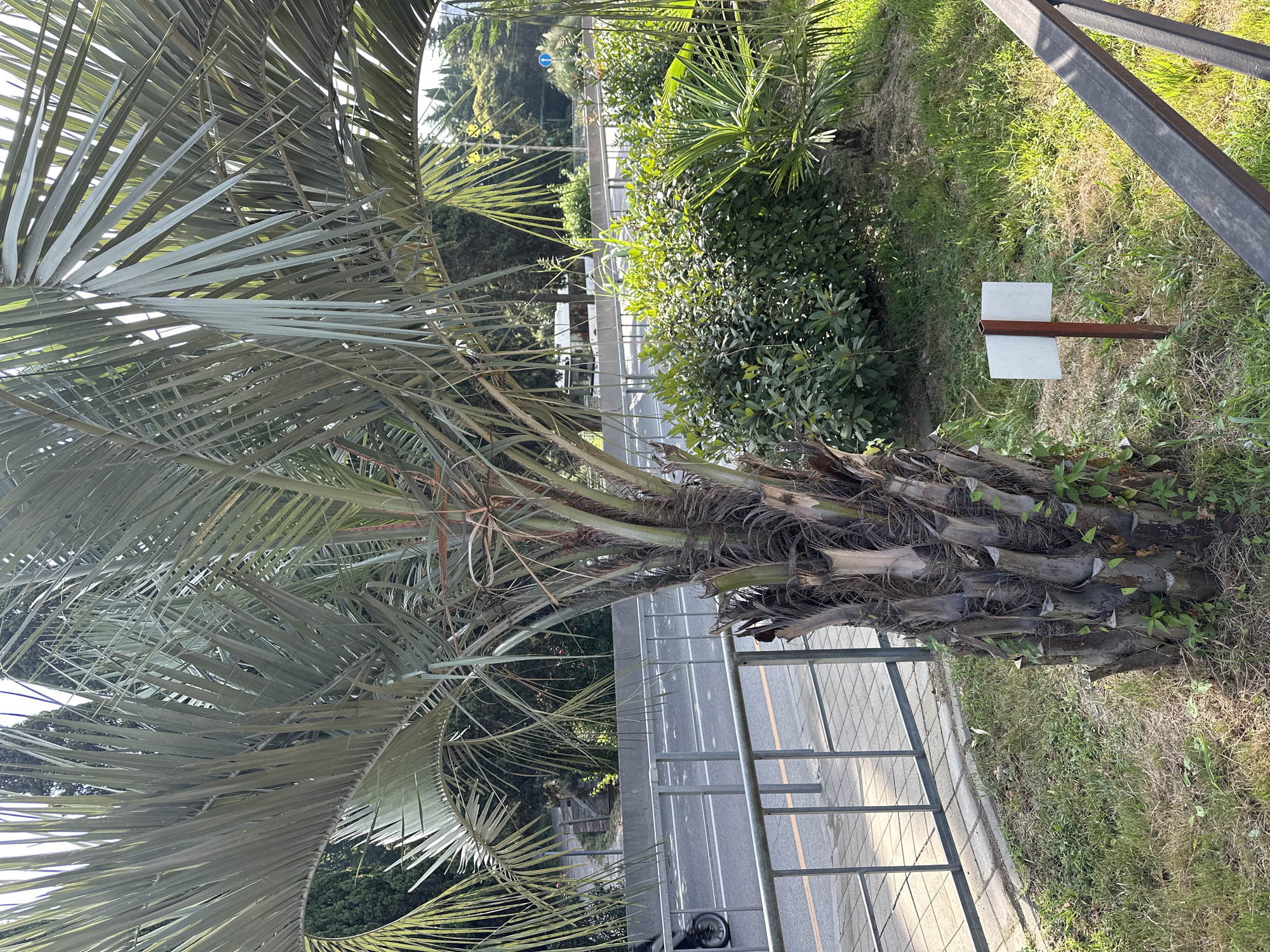 In Sochi, Russia, a mature palm tree stands prominently in the foreground, its trunk textured with fibrous remnants of old fronds. Its blue-green, feather-like leaves fan out, partially obscuring the background. Adjacent to the palm tree, a white sign with a red post is planted in the grass, its surface blank. A metal fence runs horizontally across the mid-ground, separating the grassy area from a paved walkway and a road beyond. On the road, a single cyclist is visible in motion, their form indistinct. The environment appears to be a public space, possibly a park or roadside, characterized by lush greenery and the presence of a road indicating urban or suburban proximity. The lighting suggests it is daytime.