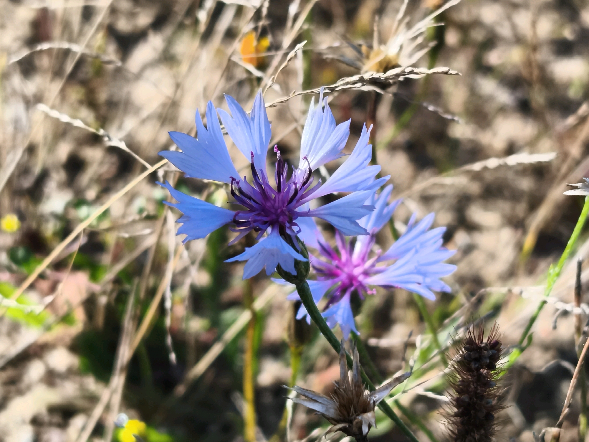 Two light blue cornflowers with purple centers are in focus in the foreground, set against a blurred background of dry grass and some green foliage. One flower is larger and more central, while a smaller one is visible to its right and slightly lower. The image is taken from a medium to close-up perspective, highlighting the delicate petals and intricate stamen of the cornflowers. The scene appears to be a natural outdoor environment, possibly a meadow or field, with hints of sunlight filtering through the dry vegetation. The overall impression is one of natural beauty and fragility.