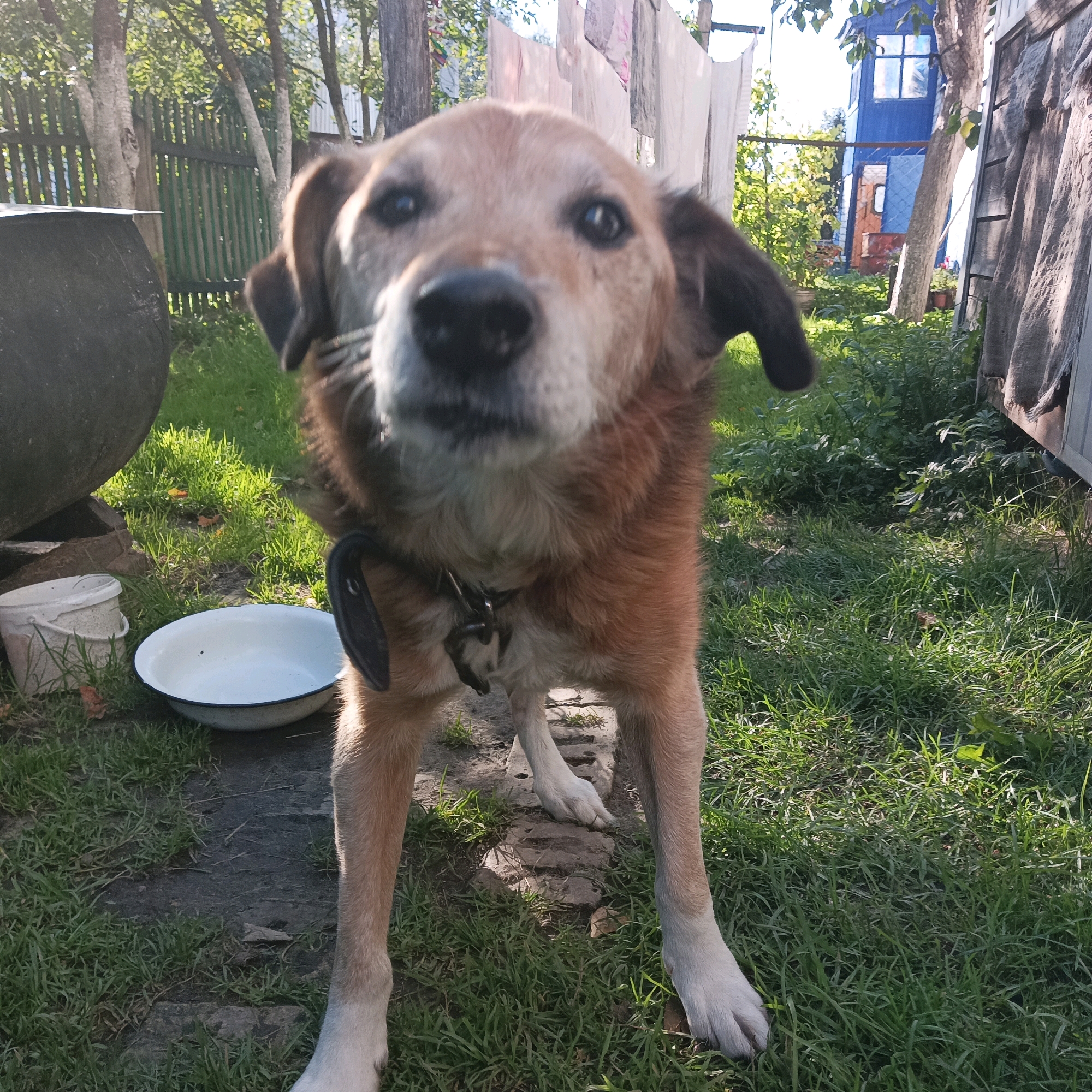 A medium-sized, tan and brown dog stands on a stone path in a grassy yard. The dog is facing forward, towards the camera, with its head tilted slightly. Its ears are flopped down, and its eyes are dark and alert. A black collar with a chain is visible around its neck. In the background, there is a large, dark, cylindrical object on the left, a white bowl and a white bucket on the ground to the left of the dog, and a wooden fence behind that. Further in the background, there is a blue building with windows, trees with green leaves, and laundry hanging on a line. The scene appears to be in a rural or suburban setting, possibly a backyard in Shumerlya, Russia, based on the context provided. The lighting suggests it is daytime, with sunlight casting shadows on the grass and path.